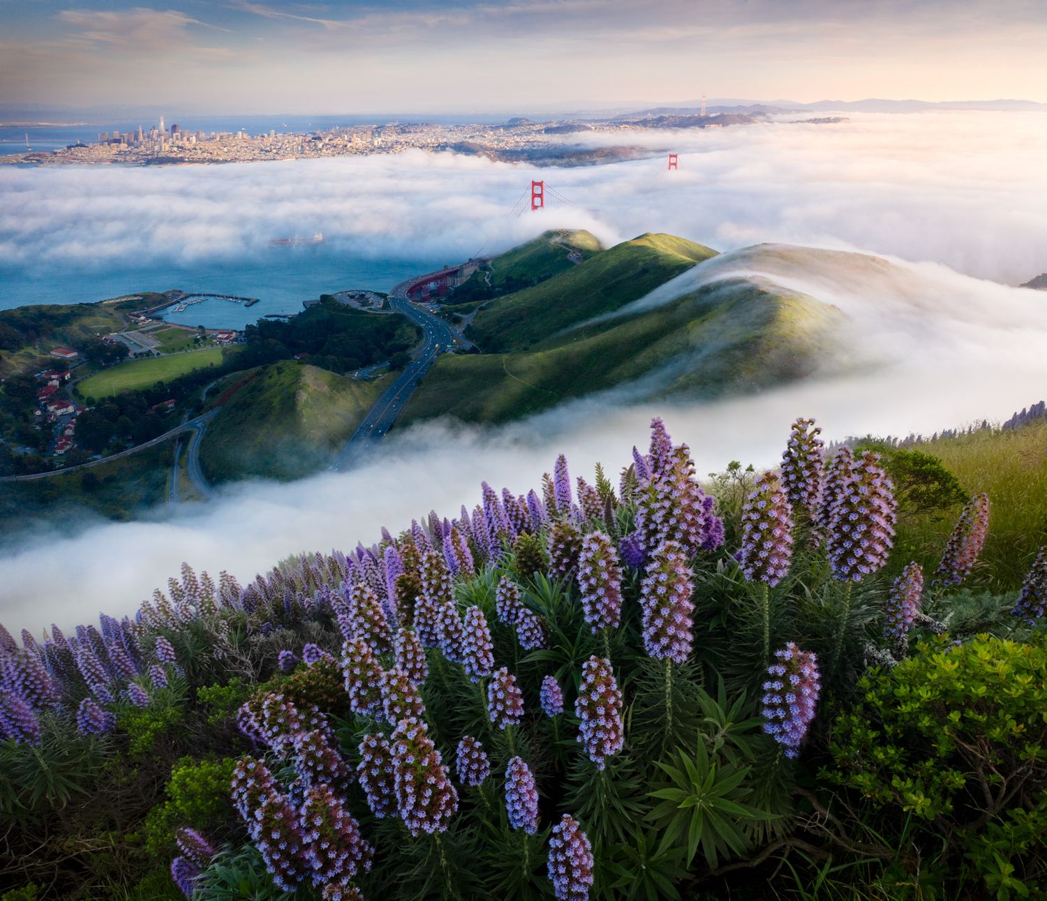 Vibrant purple lupines bloom above a sea of fog with the Golden Gate Bridge visible in the distance during sunrise.
