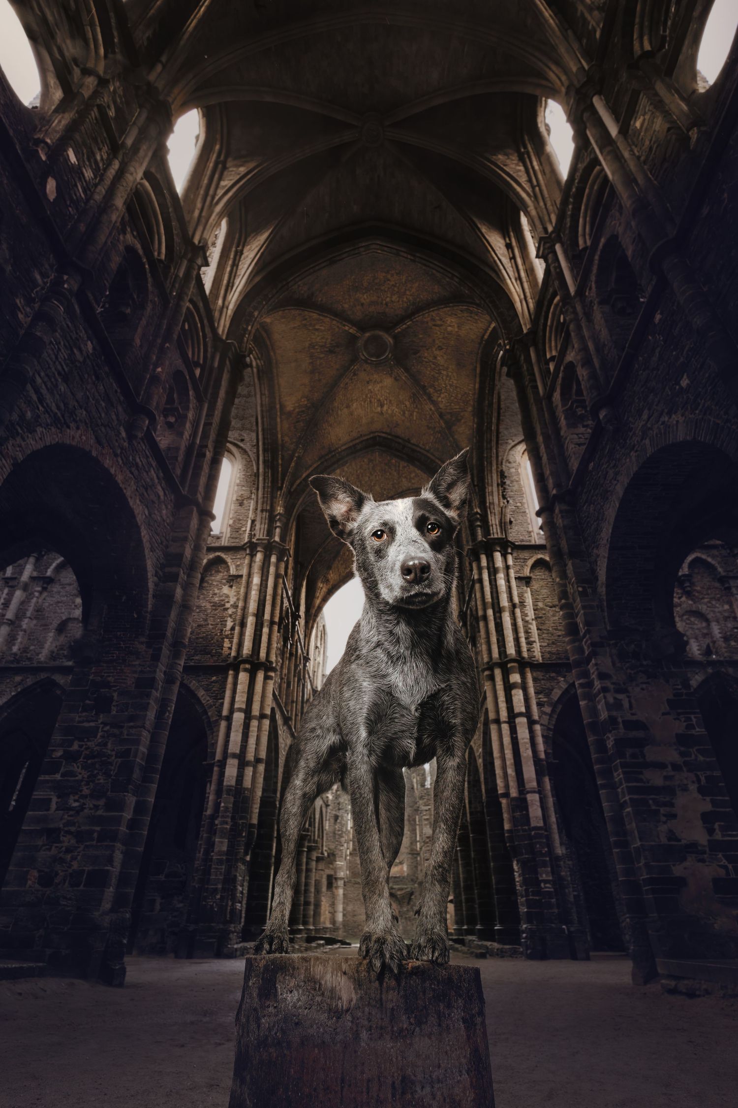 Dog portrait superimposed in gothic stone cathedral architecture.
