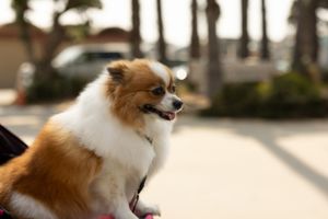 cute dog on stroller exploring venice beach California Minneapolis photographer