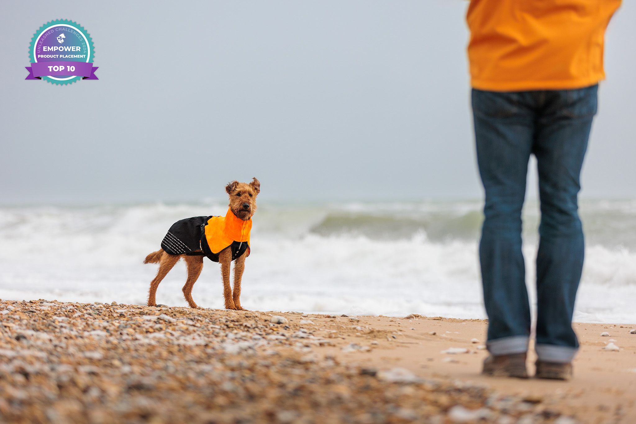 A mixed breed dog in an orange harness stands alert on a beach.