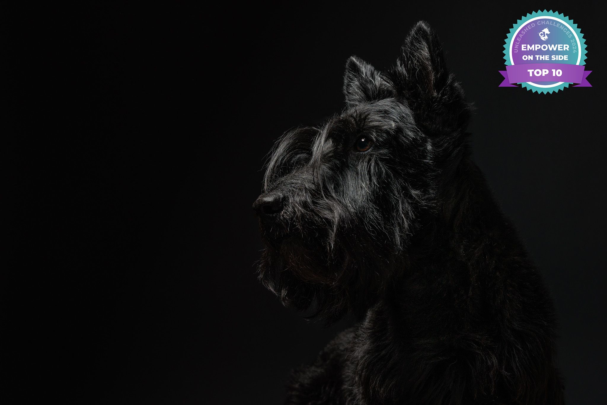 A dramatic low-key portrait of a black Scottish Terrier against a dark background.