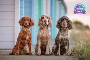 Three working cocker spaniels in different shades sitting together on a porch.