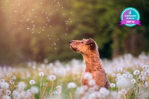 A terrier dog joyfully sniffing dandelion seeds in a sunlit meadow.