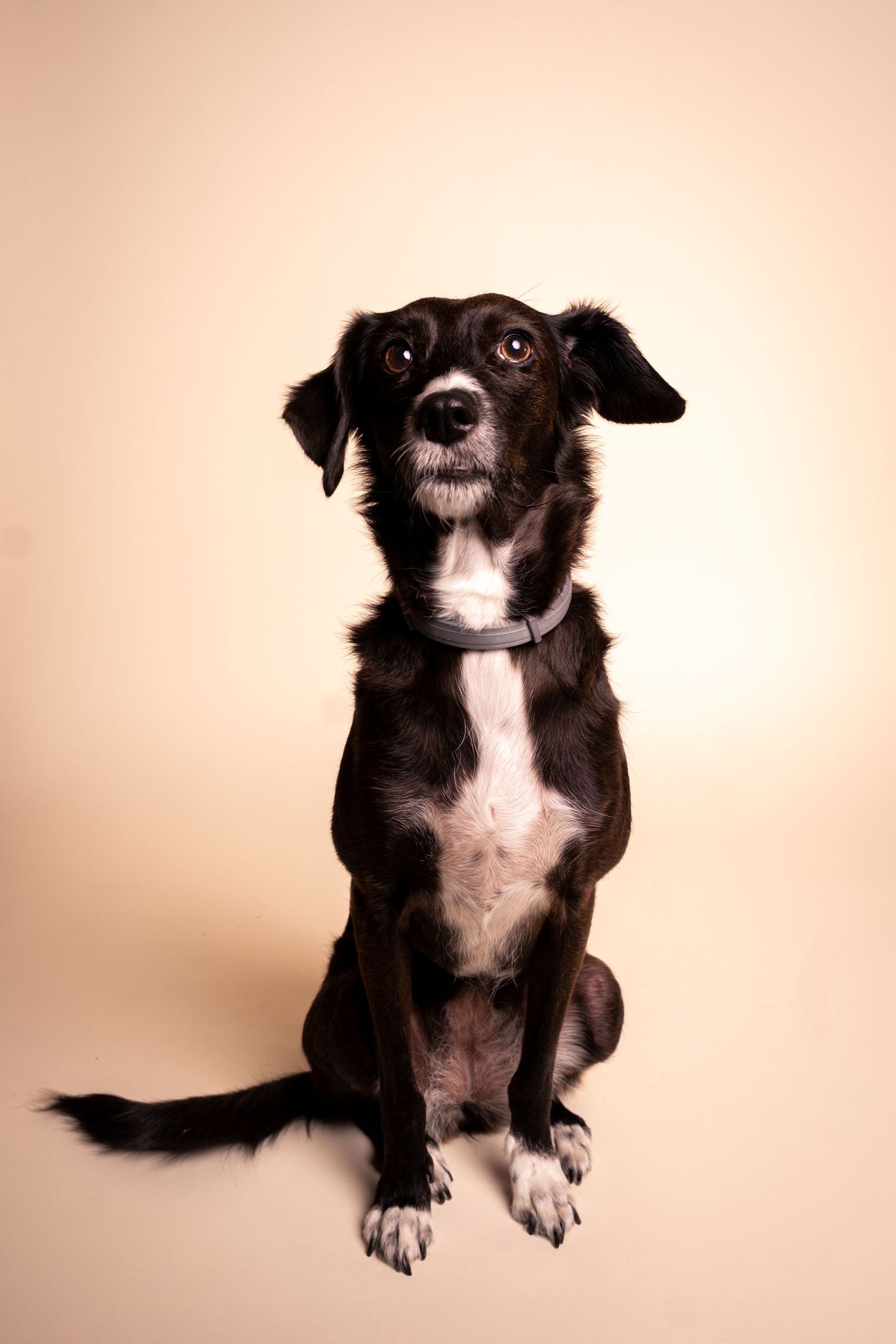 retrato de perfil de perro