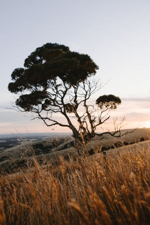 Silhouetted cypress tree on hilltop against golden sunset sky with tall grass in foreground.