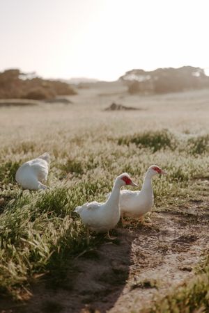 White ducks walking through sunlit grass in a misty field during golden hour.