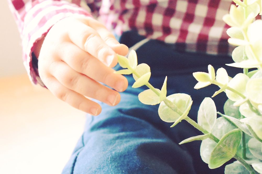 A hand gently touches delicate eucalyptus leaves against a soft blurred background.