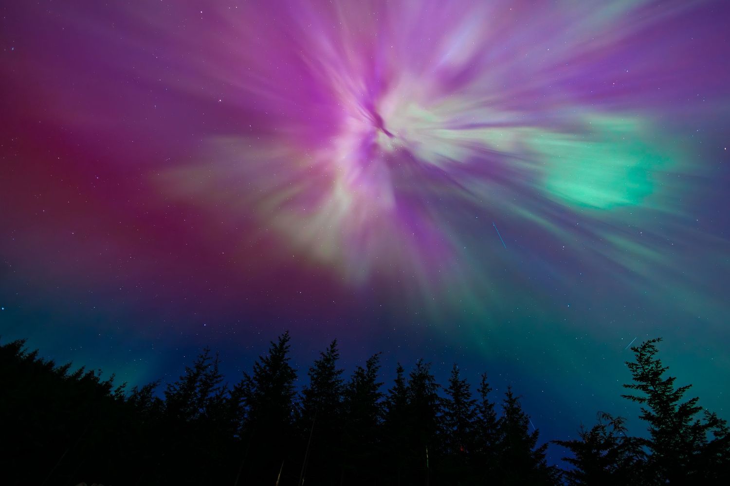 Stunning purple and green aurora borealis lighting up the night sky above a forest treeline.