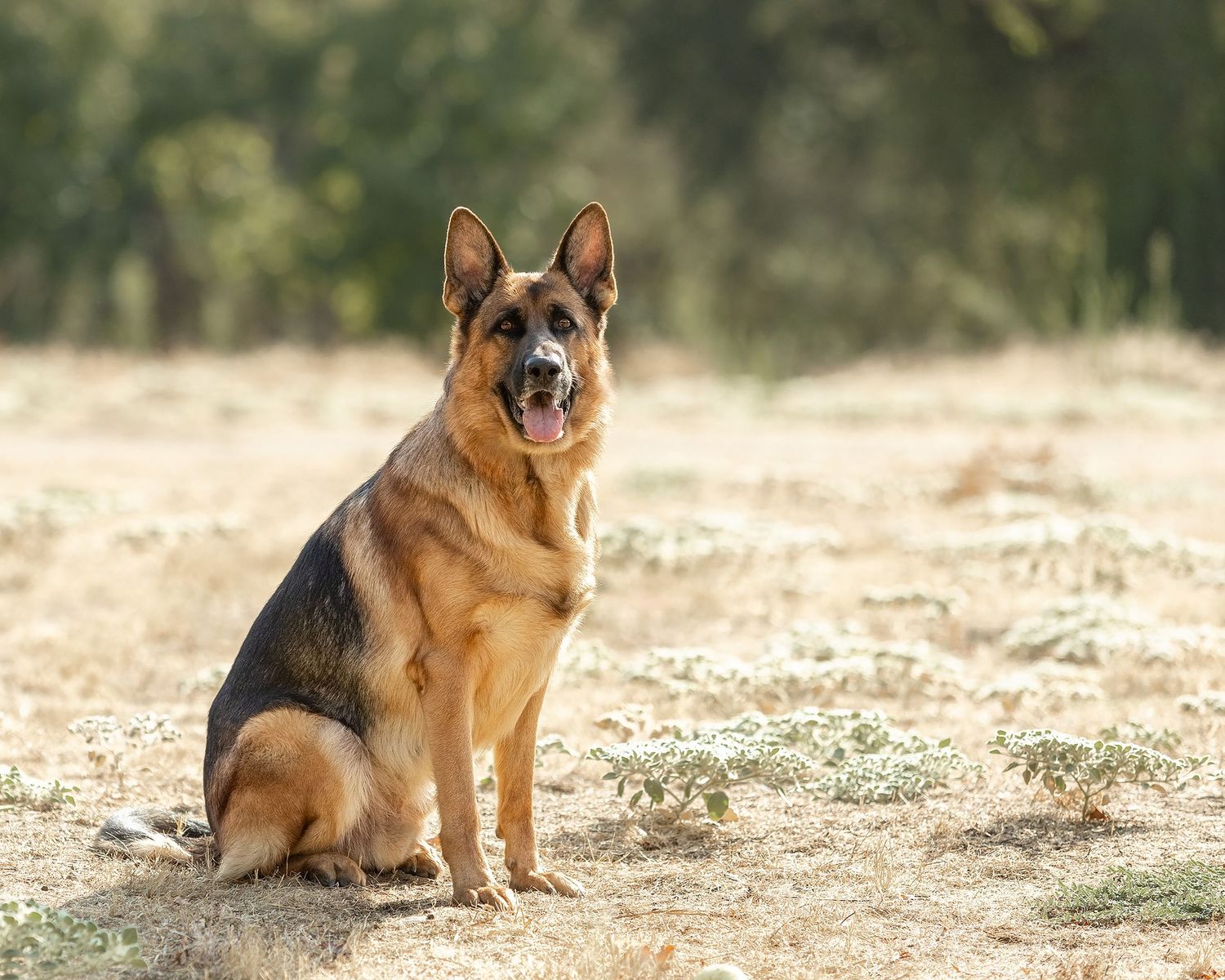 German Shepherd dog sitting alert in a dry open field with green trees in the background.