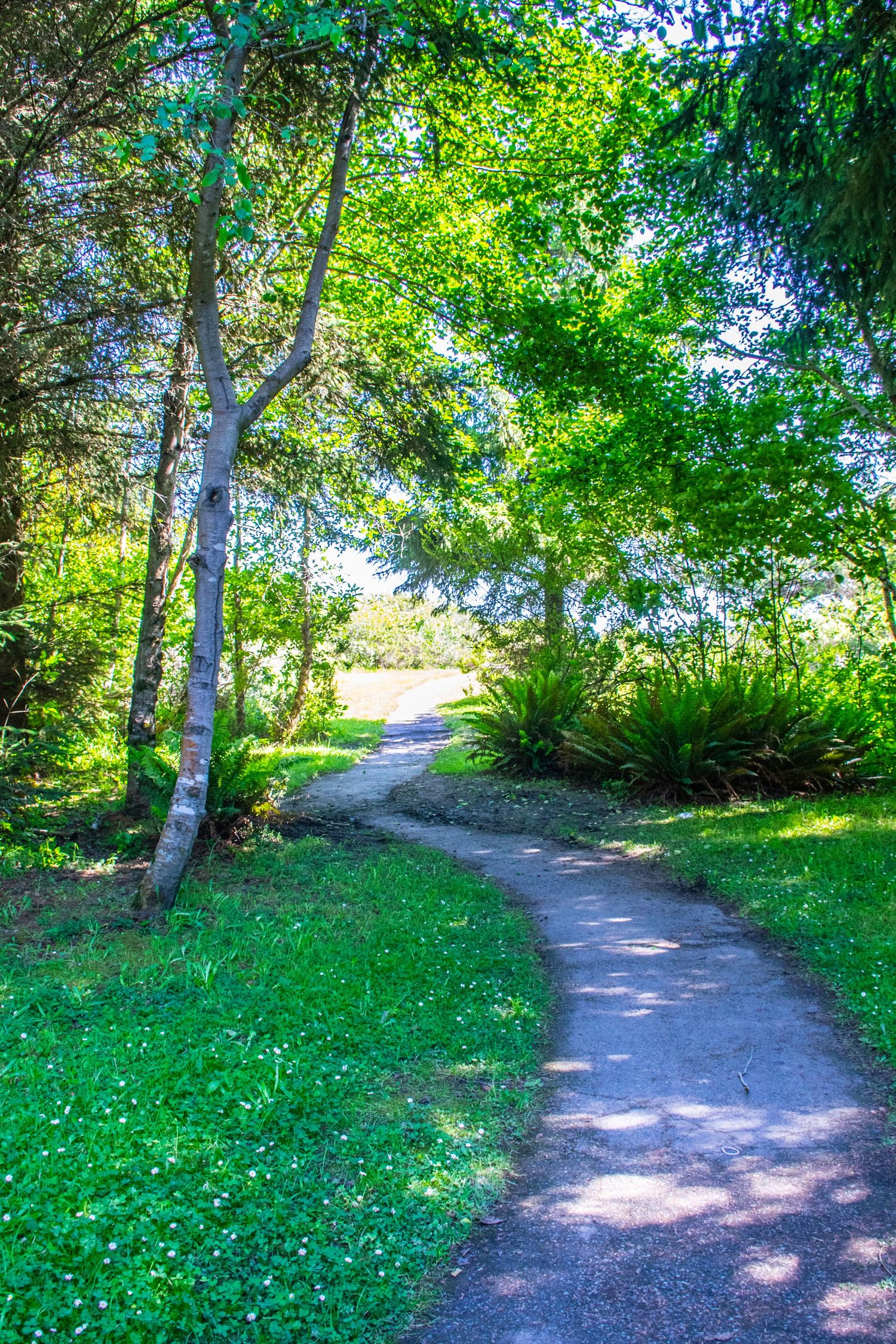 Winding path through lush green forest with dappled sunlight and ferns.