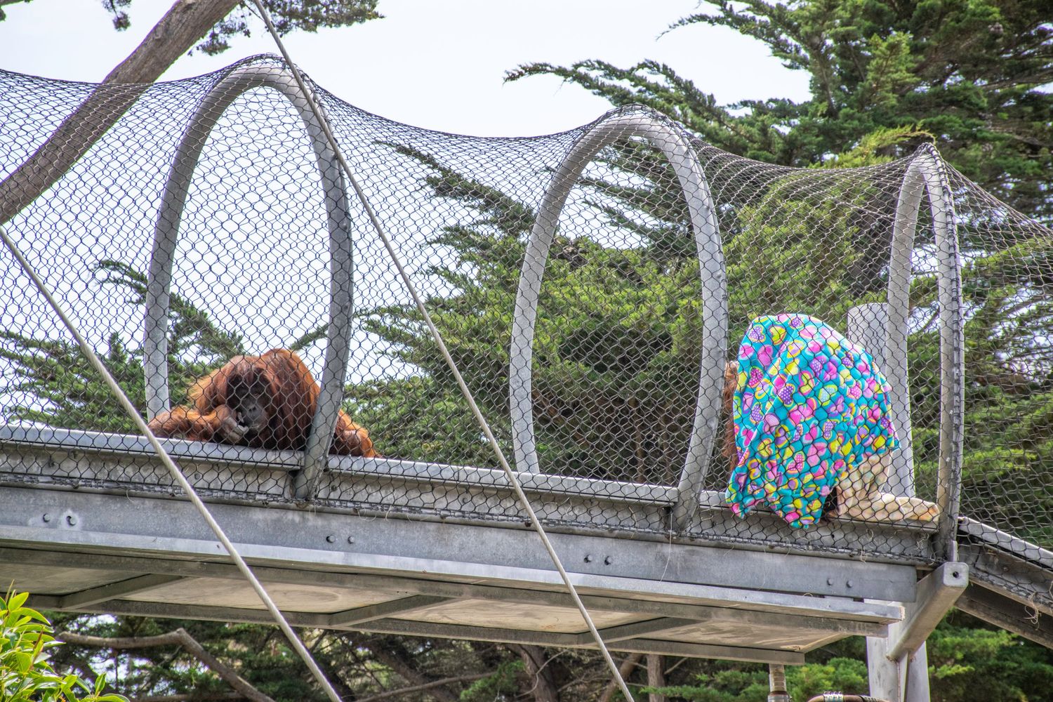 White arched mesh walkway with colorful backpacks visible through the protective netting.