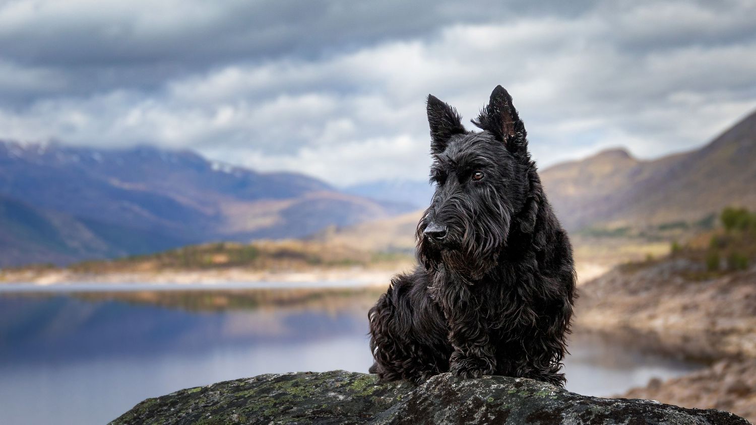 Scottish Terrier sitting majestically on rock with dramatic mountain lake landscape behind.