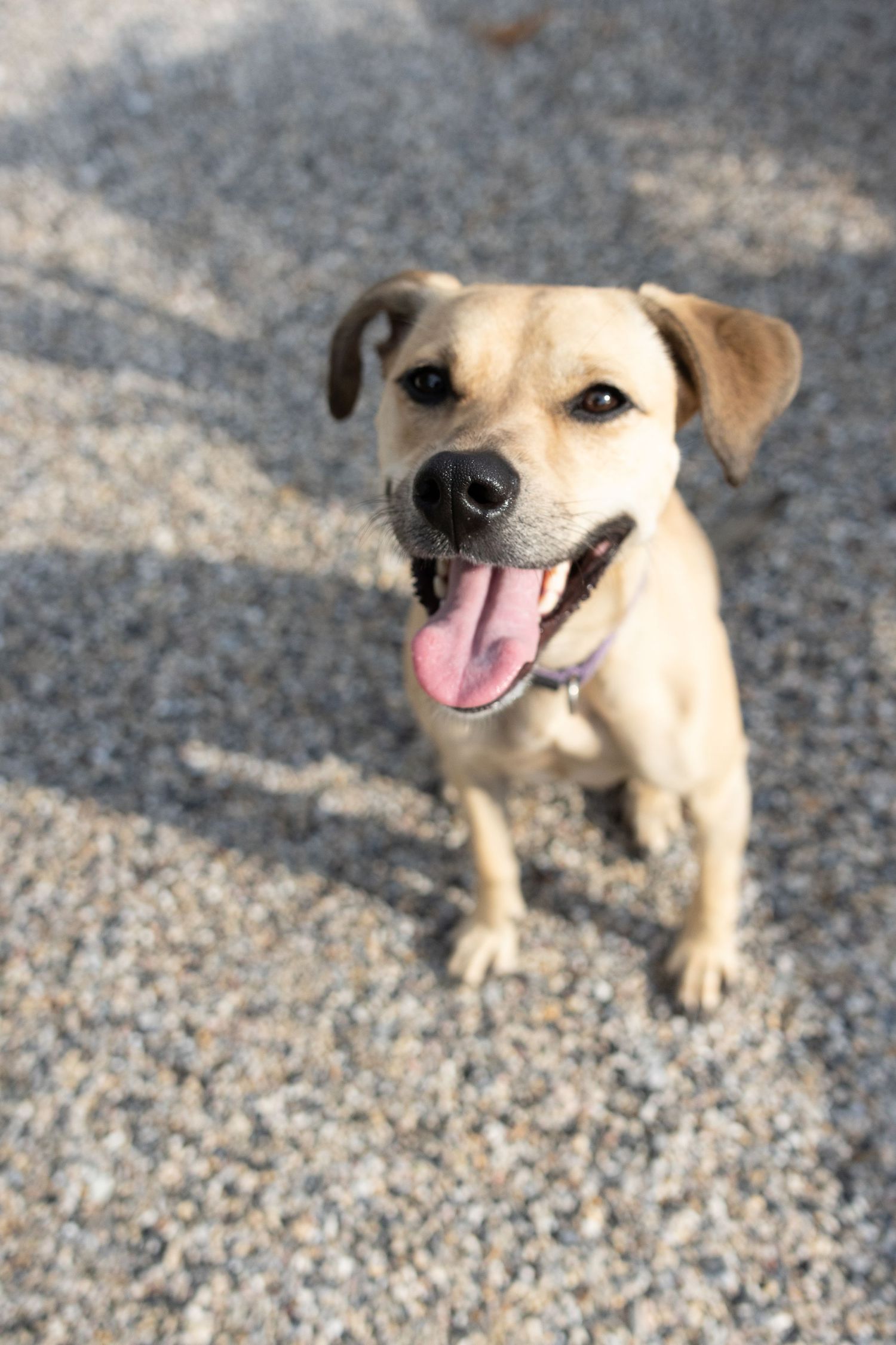 Happy tan mixed breed dog with floppy ears smiling at camera on gravel ground.