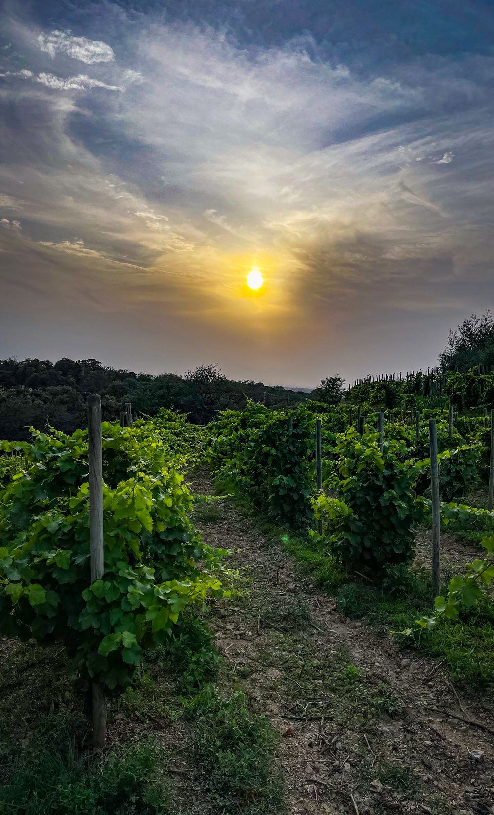 Champ de vigne