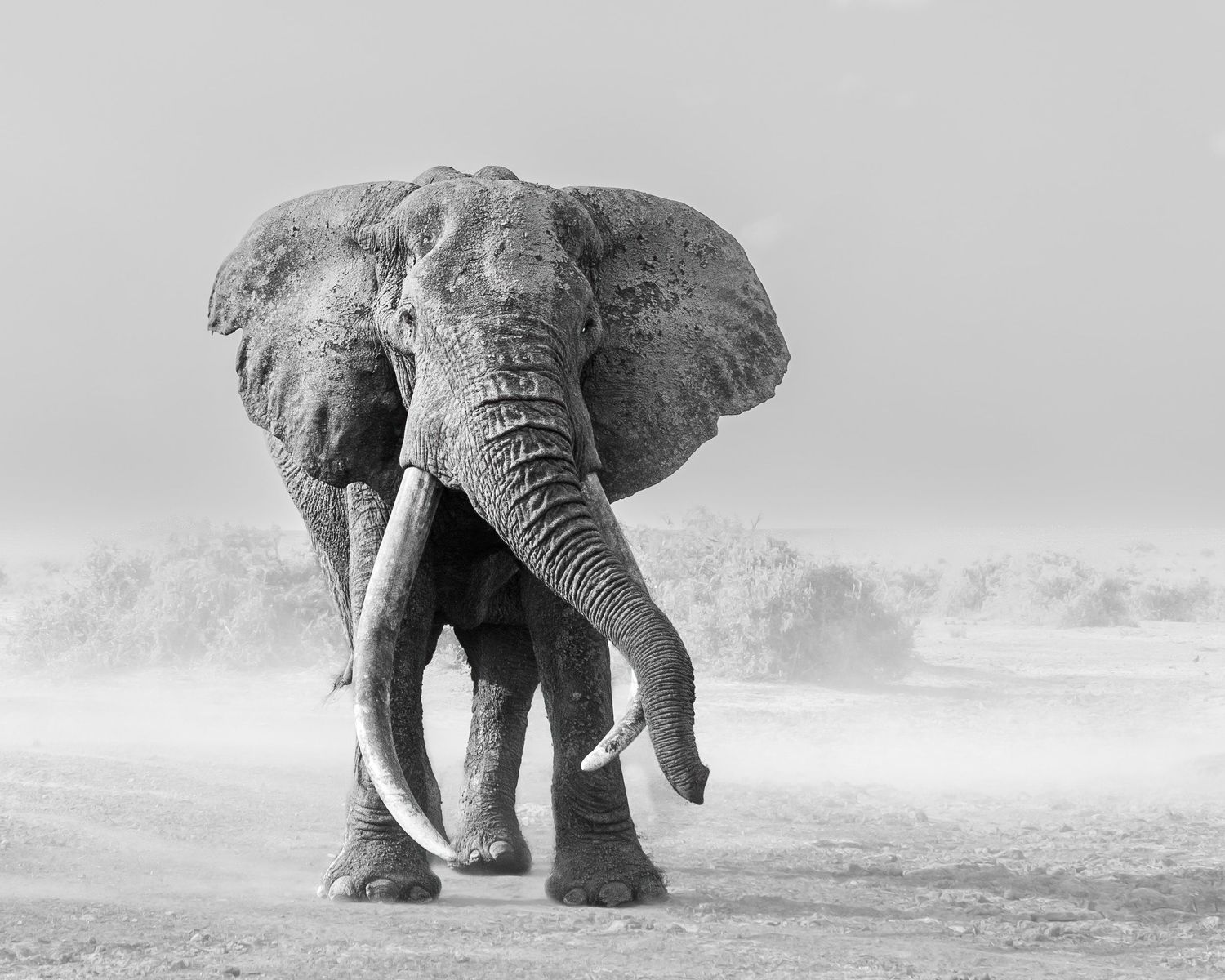 Dramatic black and white photograph of an African elephant walking through dusty terrain.