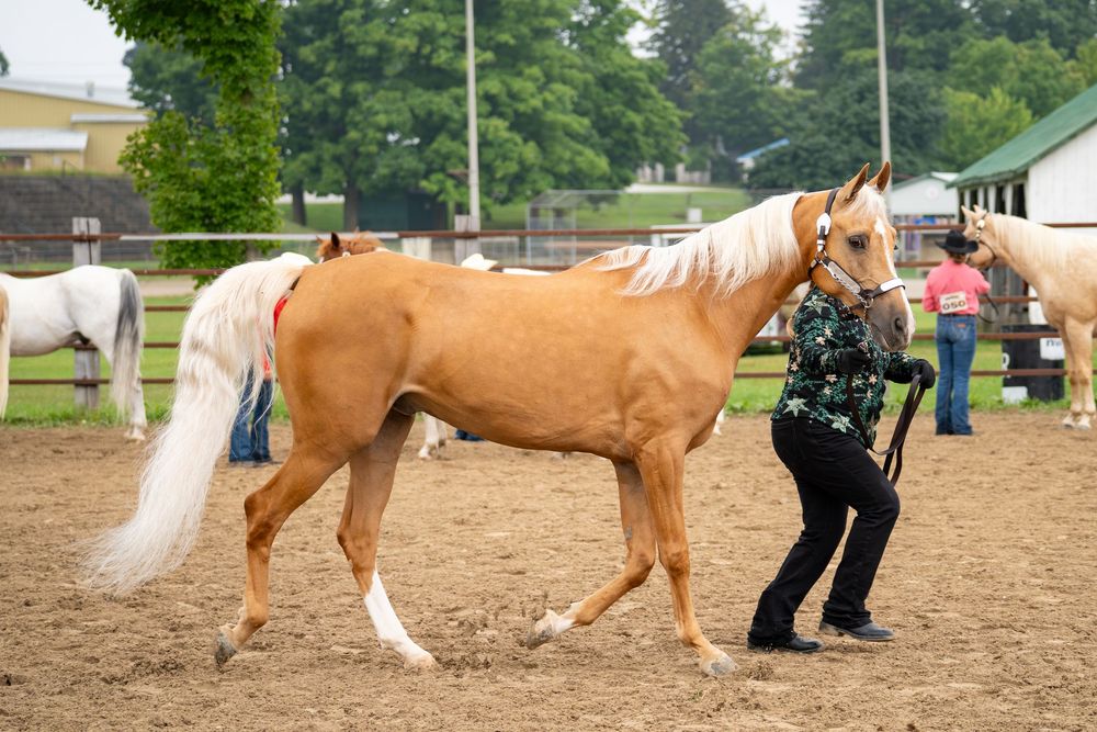 A palomino horse trots in a sandy arena at a horse show while being led by a handler.