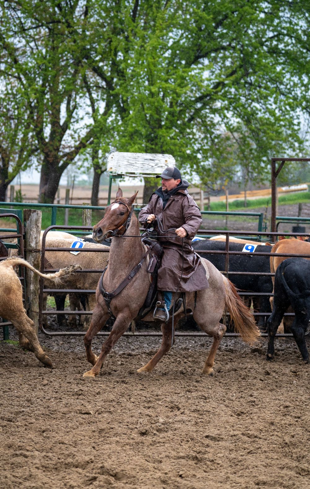 Rider working cattle on horseback in a ranch sorting competition.