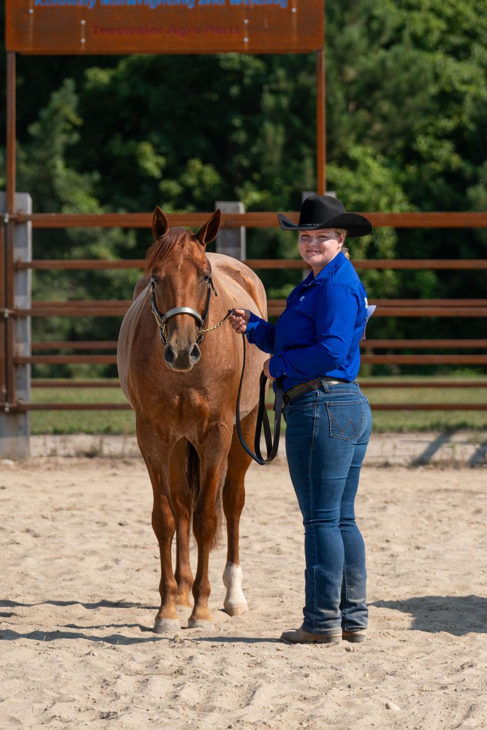 A chestnut horse stands calmly while being handled in a western riding arena.