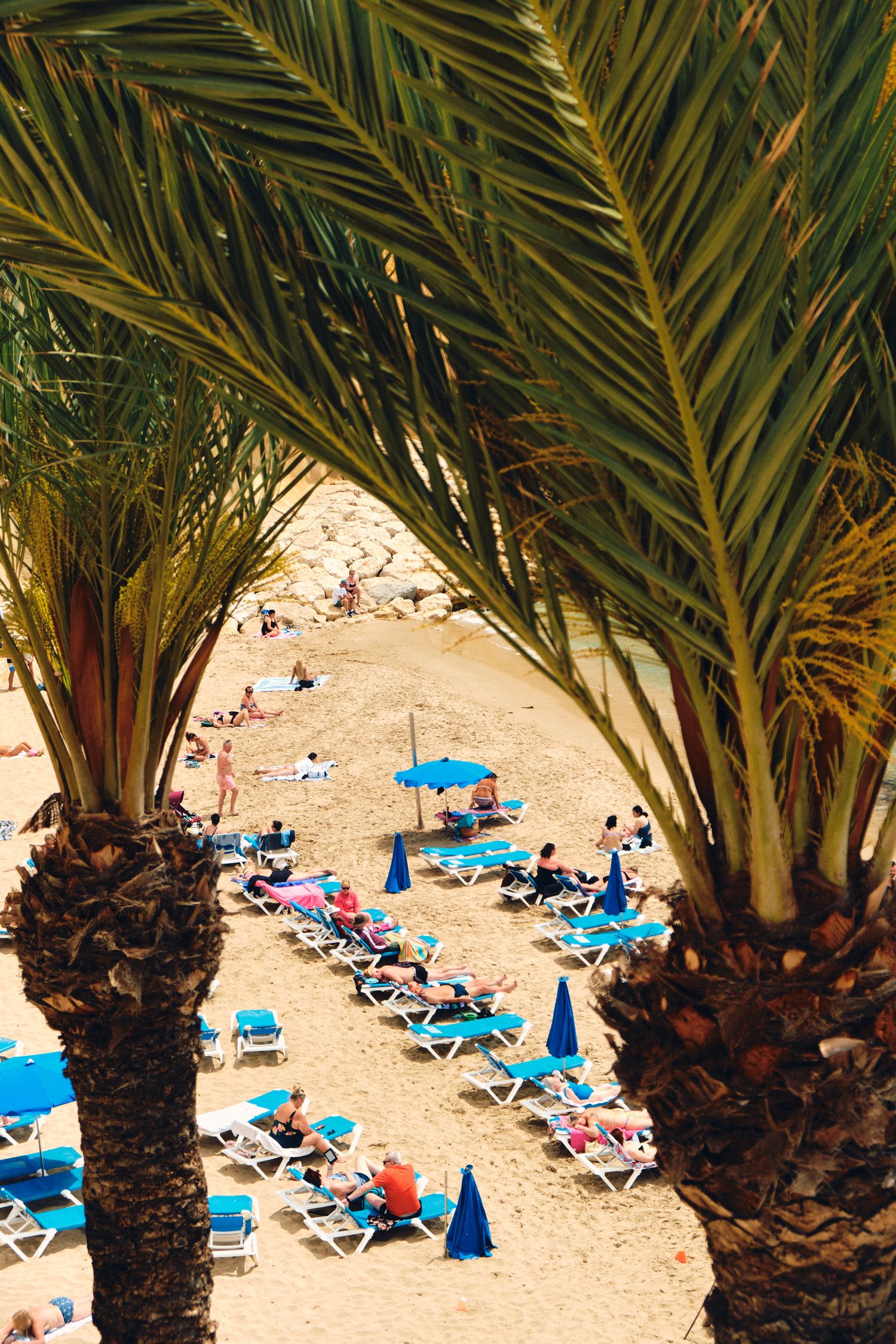 Palm fronds frame a beach scene with blue lounge chairs and sunbathers on golden sand.