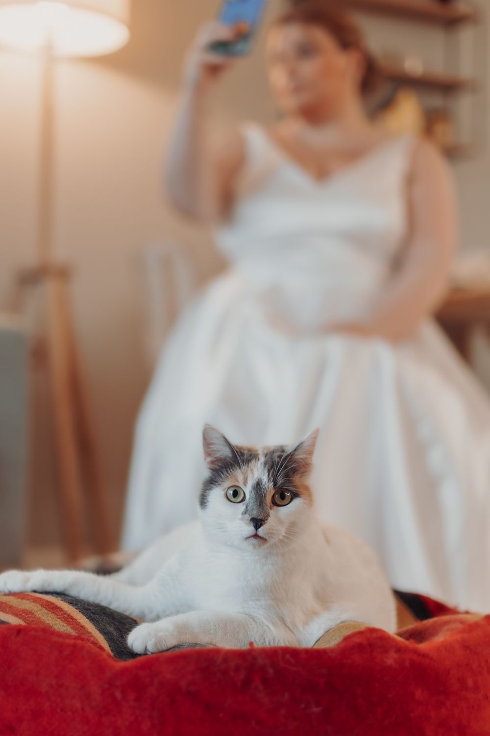 Grey and white cat rests on red blanket while people in white dresses stand in background.