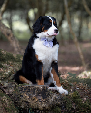 New forest location dog photography