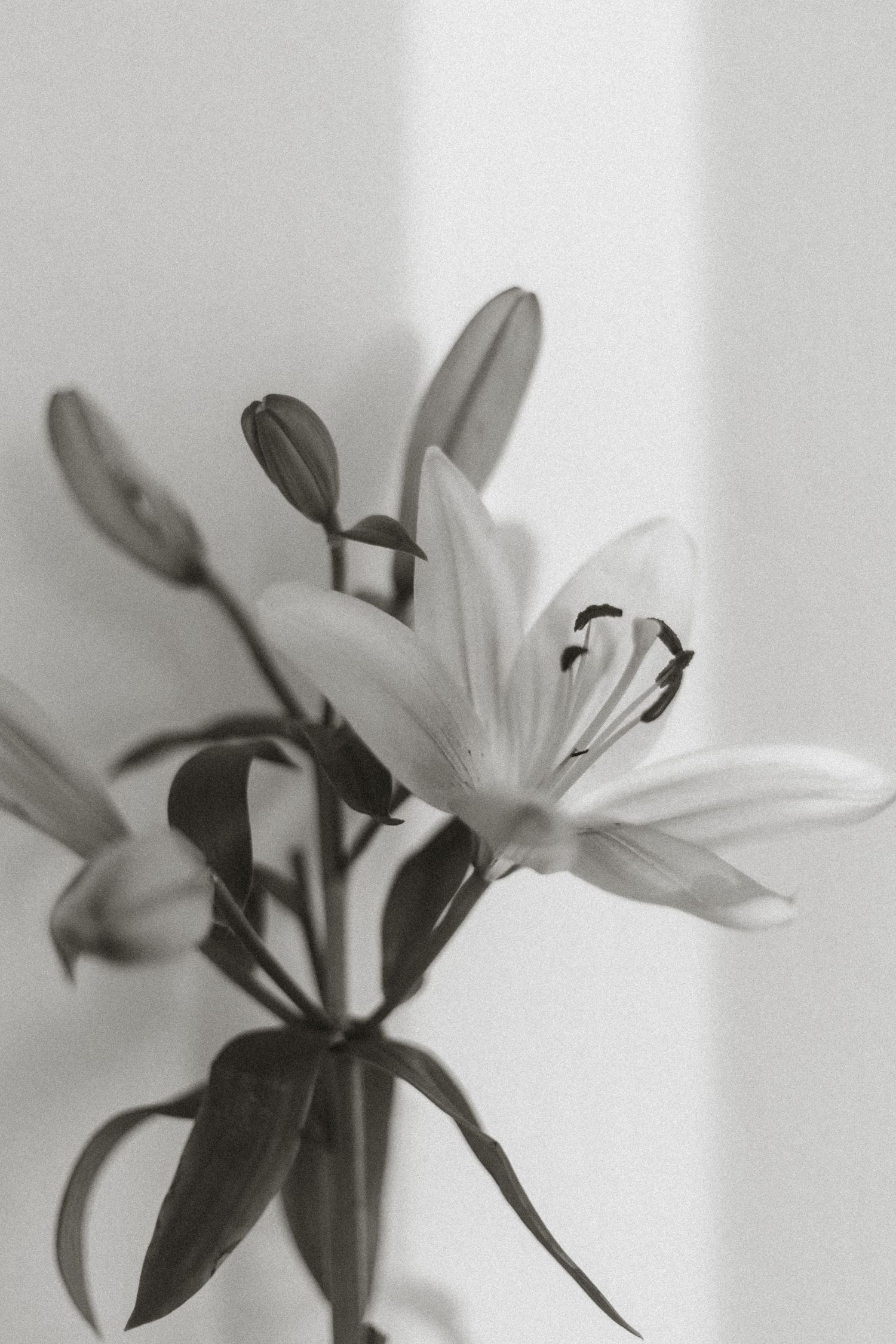 Artistic black and white photograph of a lily blossom with soft focus.