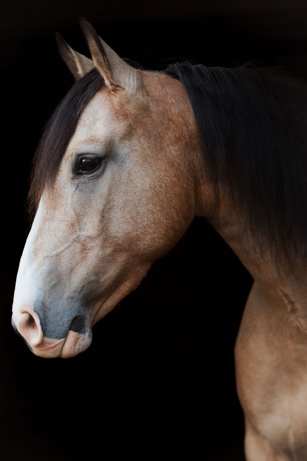 Close-up portrait of a brown horse with a gray muzzle and dark mane against a black background.