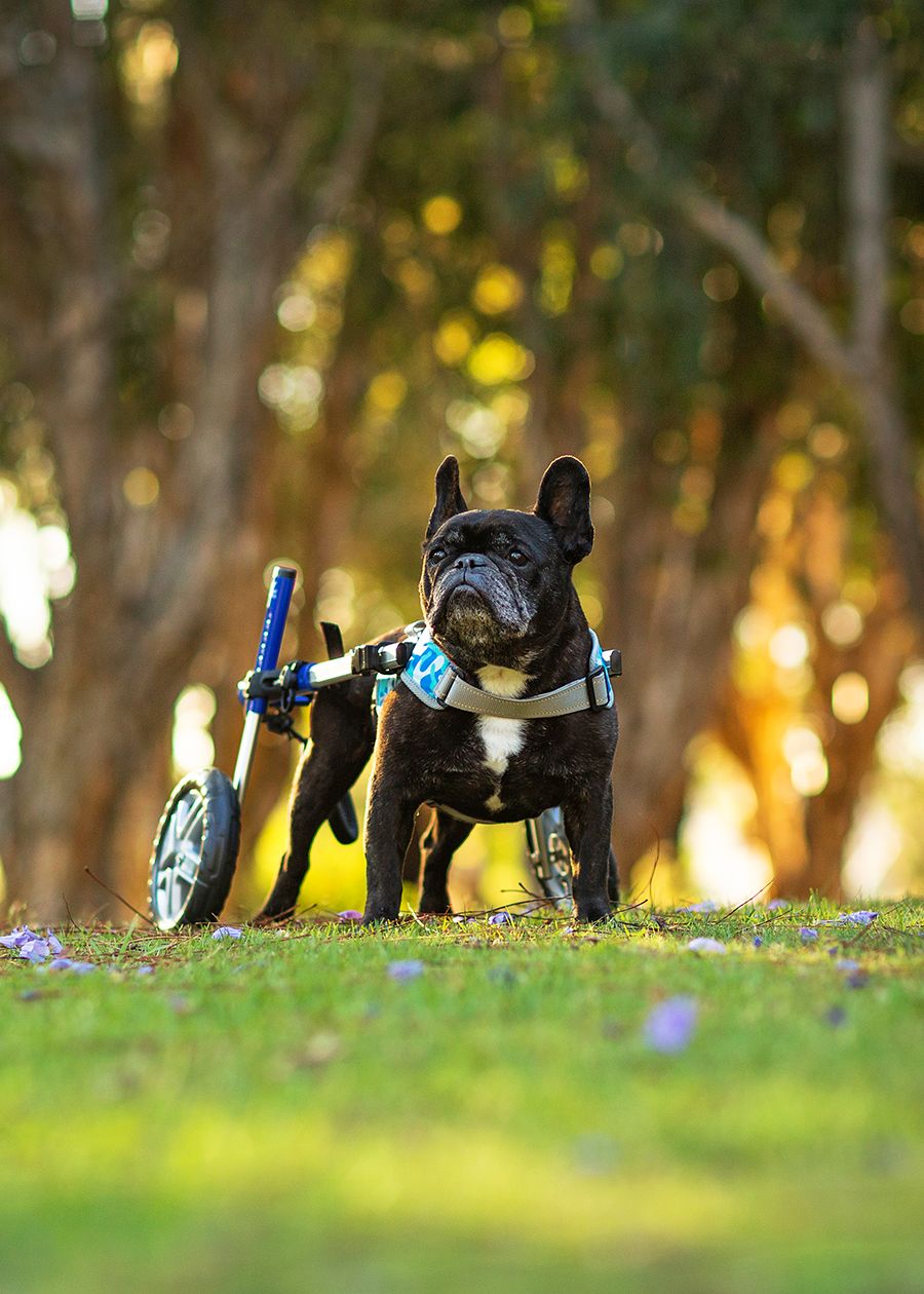 French Bulldog in a wheelchair amongst the trees in a Perth park