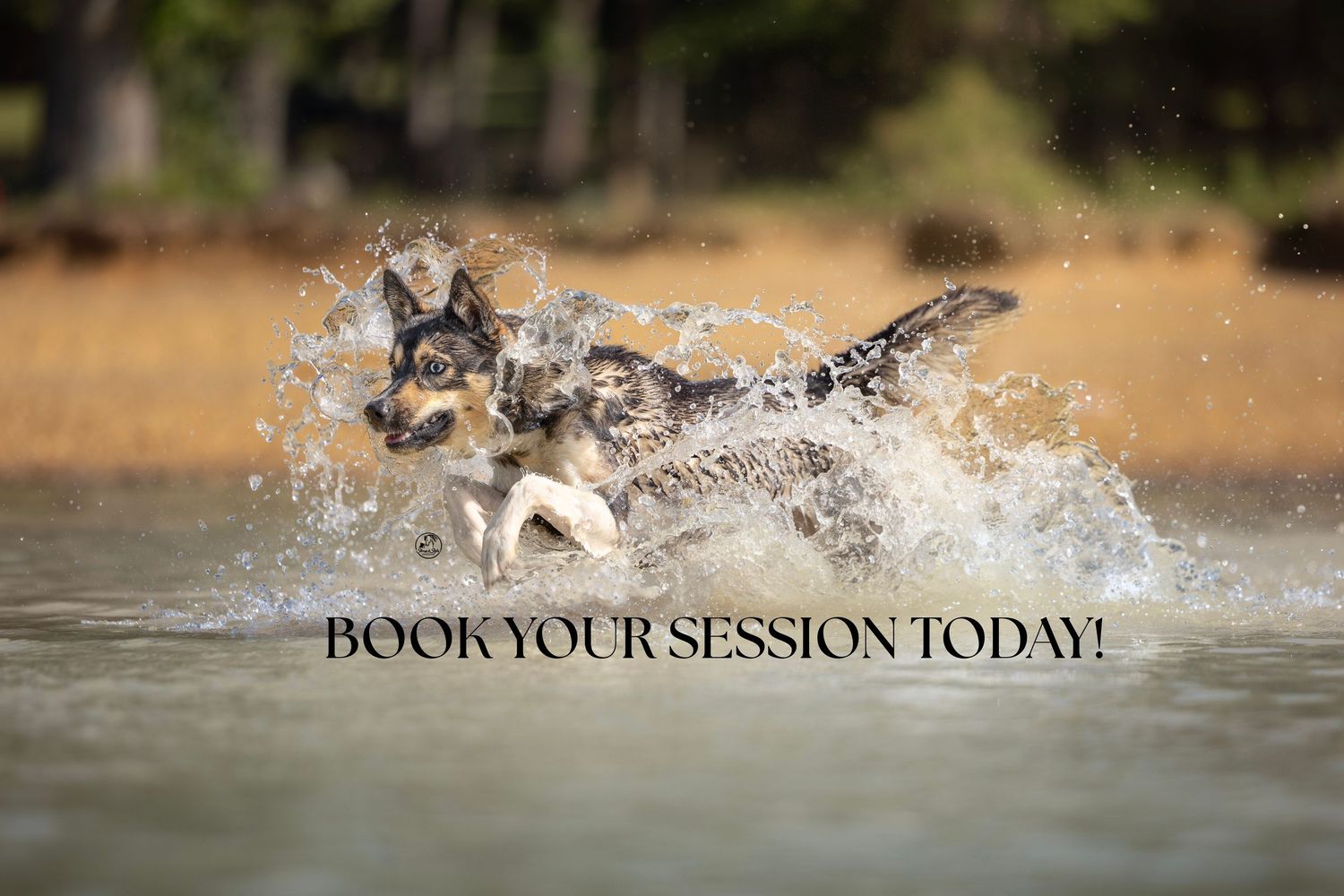 Two German Shepherds splashing through water with text Book Your Session Today for a pet photography promotion.