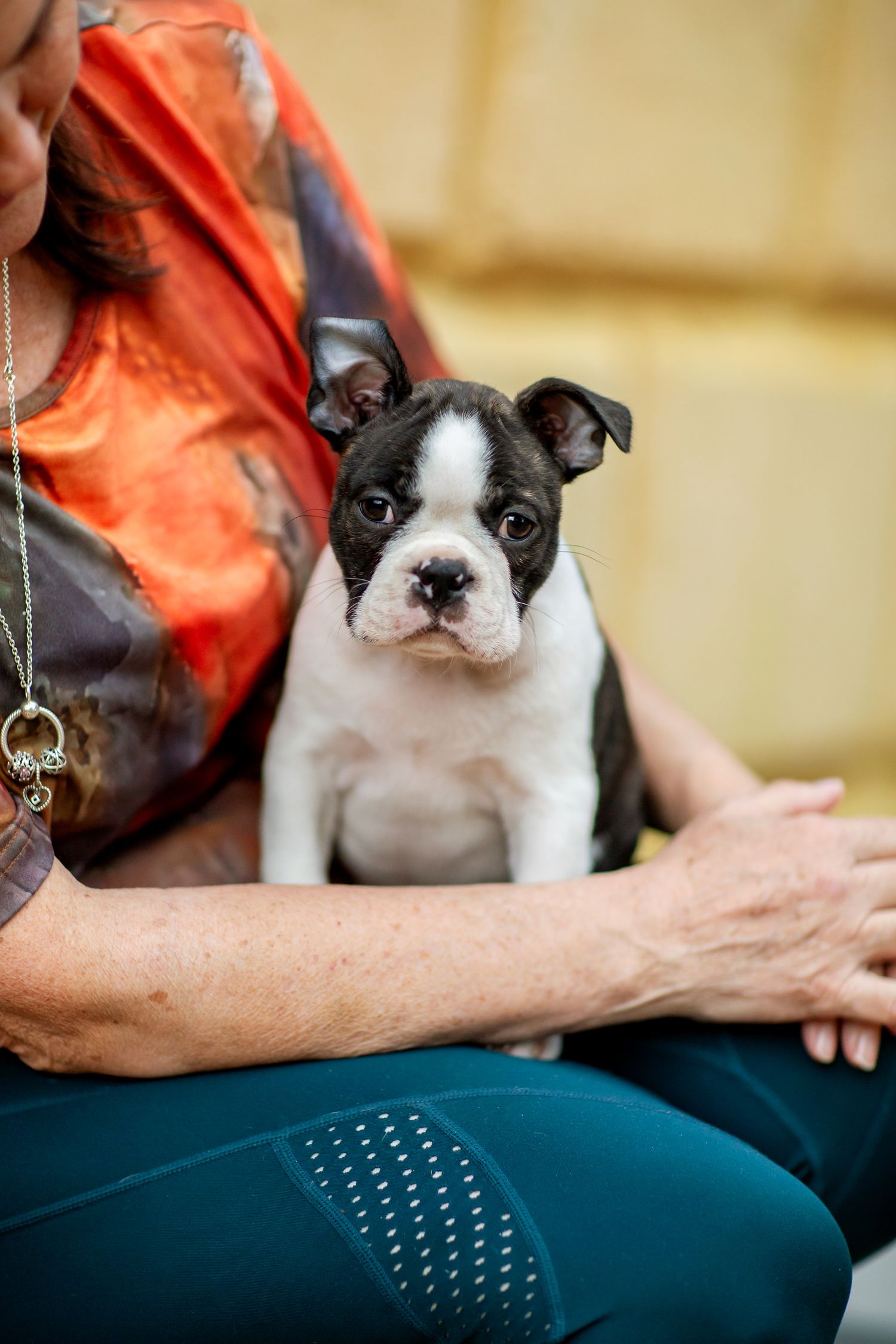 Boston terrier puppy sitting on breeders lap during a pet photo session in perth