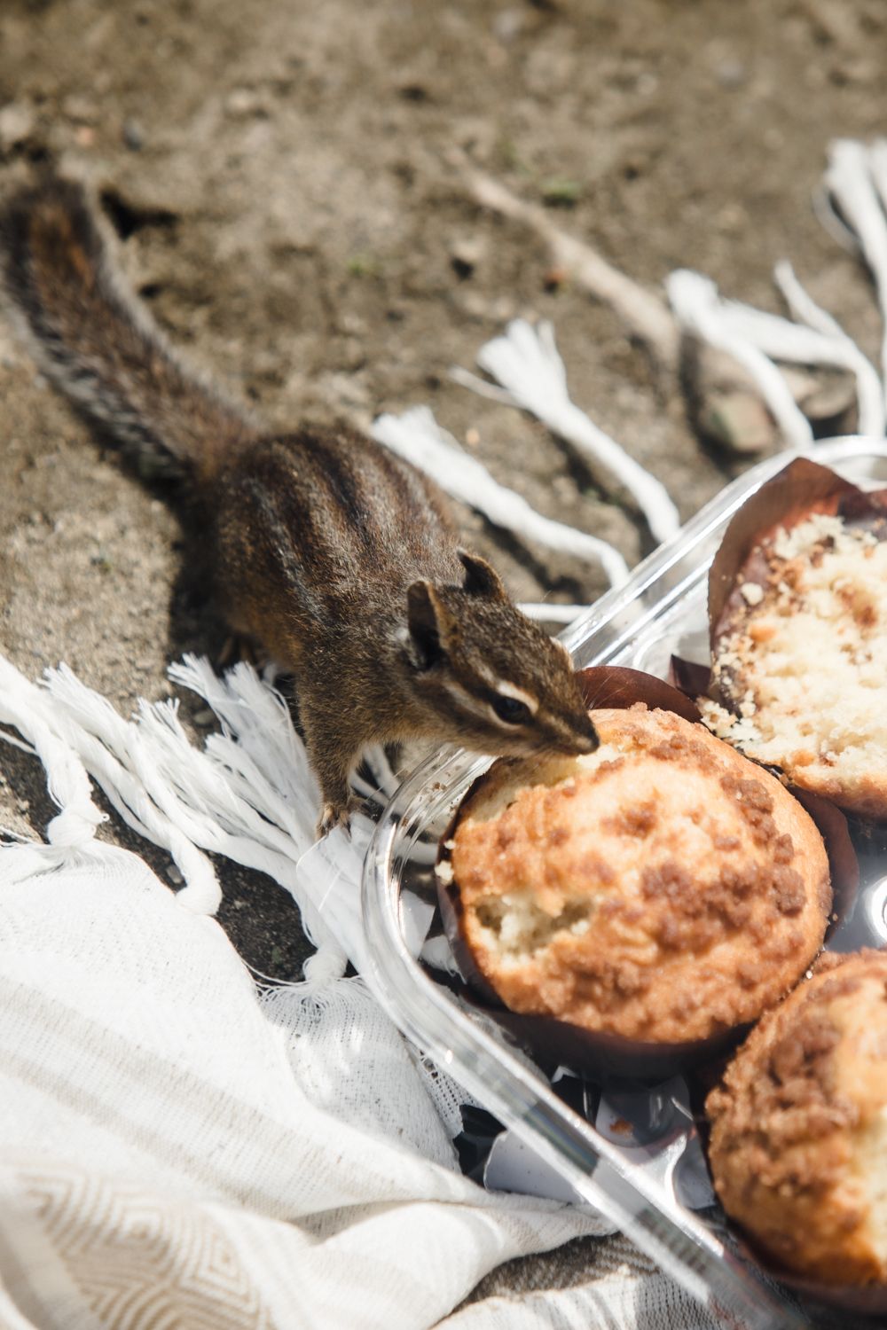 A close up of a chipmunk stealing bites from a muffin during a couples elopement day picnic