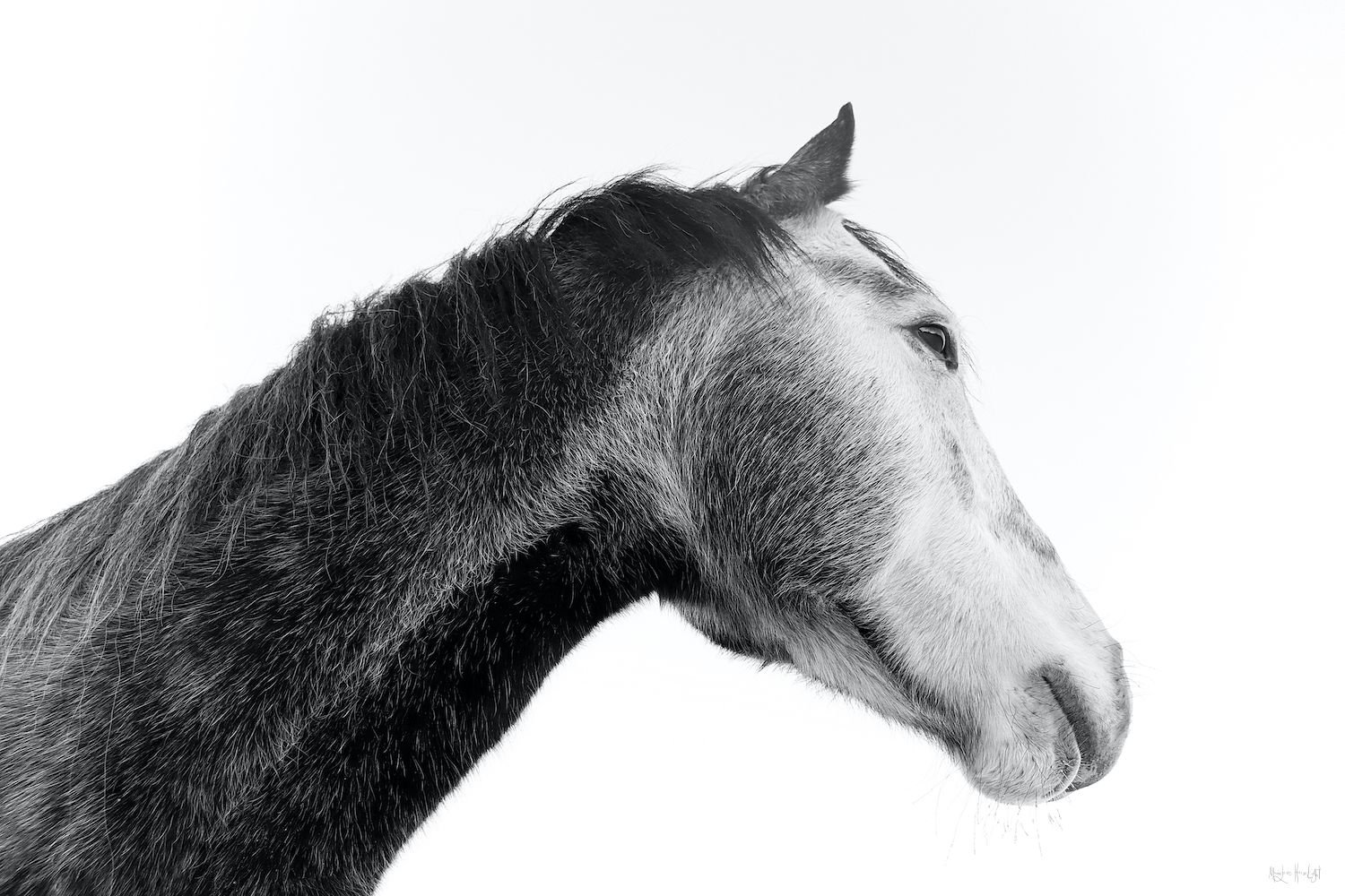 Shop Horse Photos Digital Images