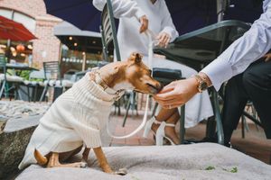 Washington, DC wedding and elopement photographer, Joey Rushfield Photography