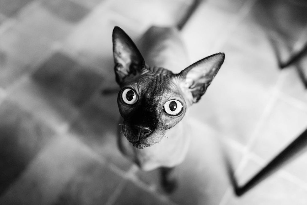 Wedding Cat in London