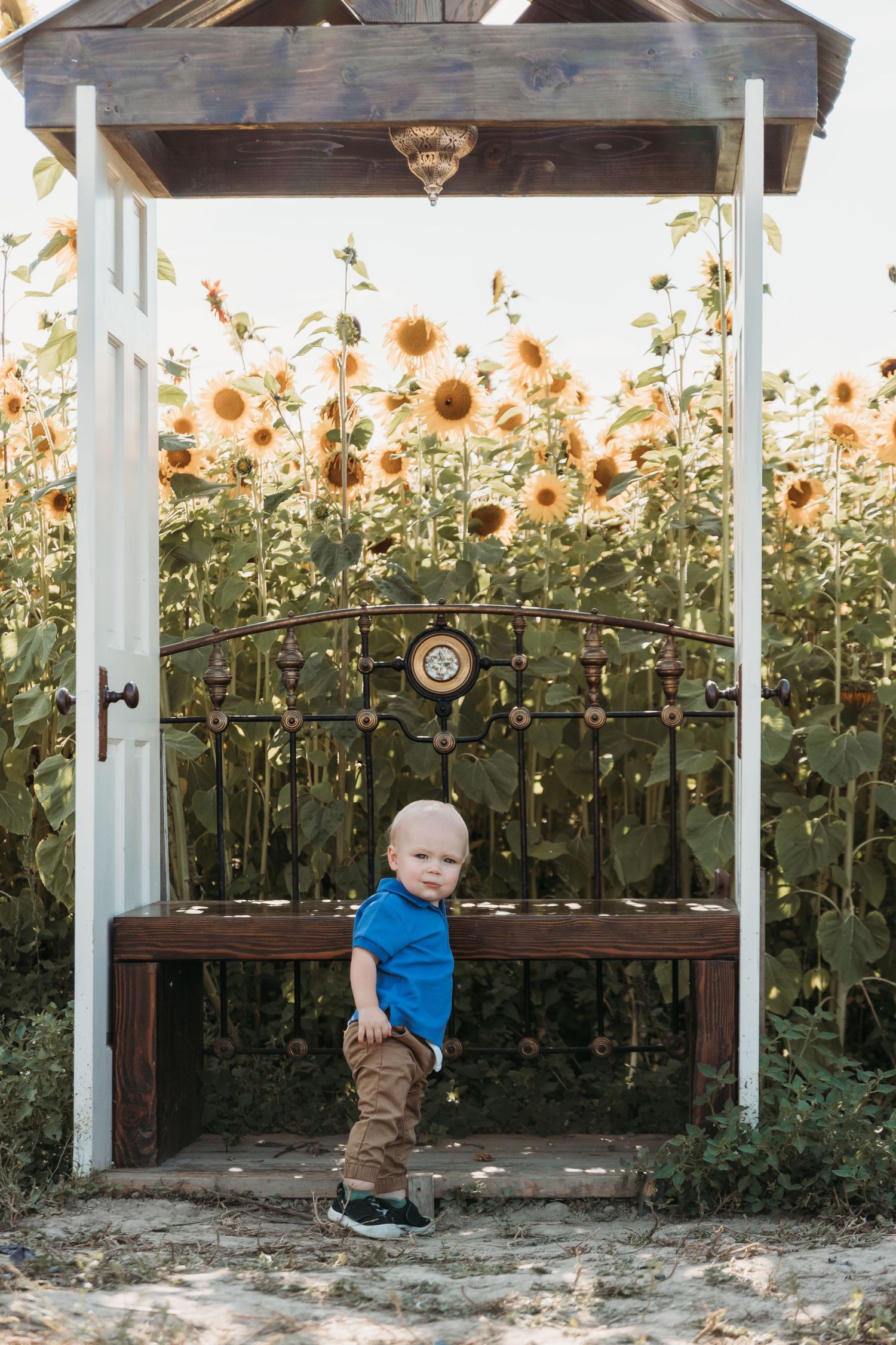 A couple kisses in a sunflower field while holding their young child on a sunny day.
