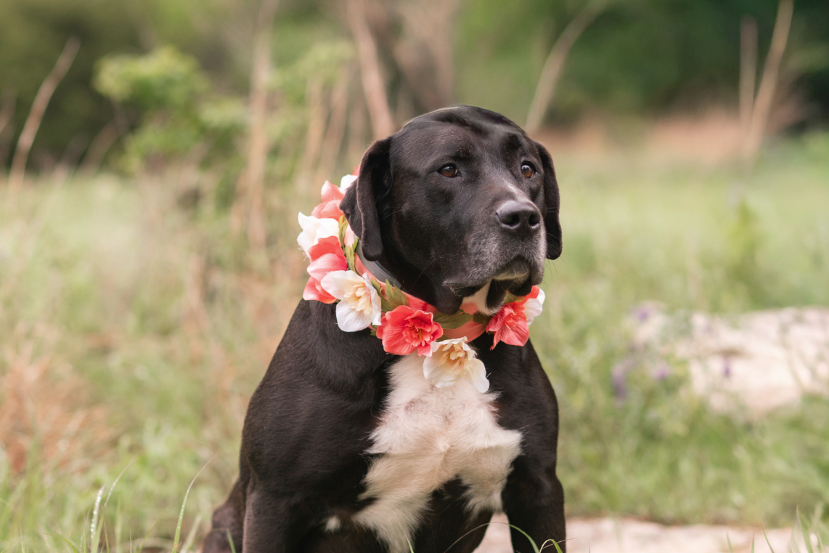 Extended Family Session in spring Field by Bartlesville Family Photographer Kristi Bray