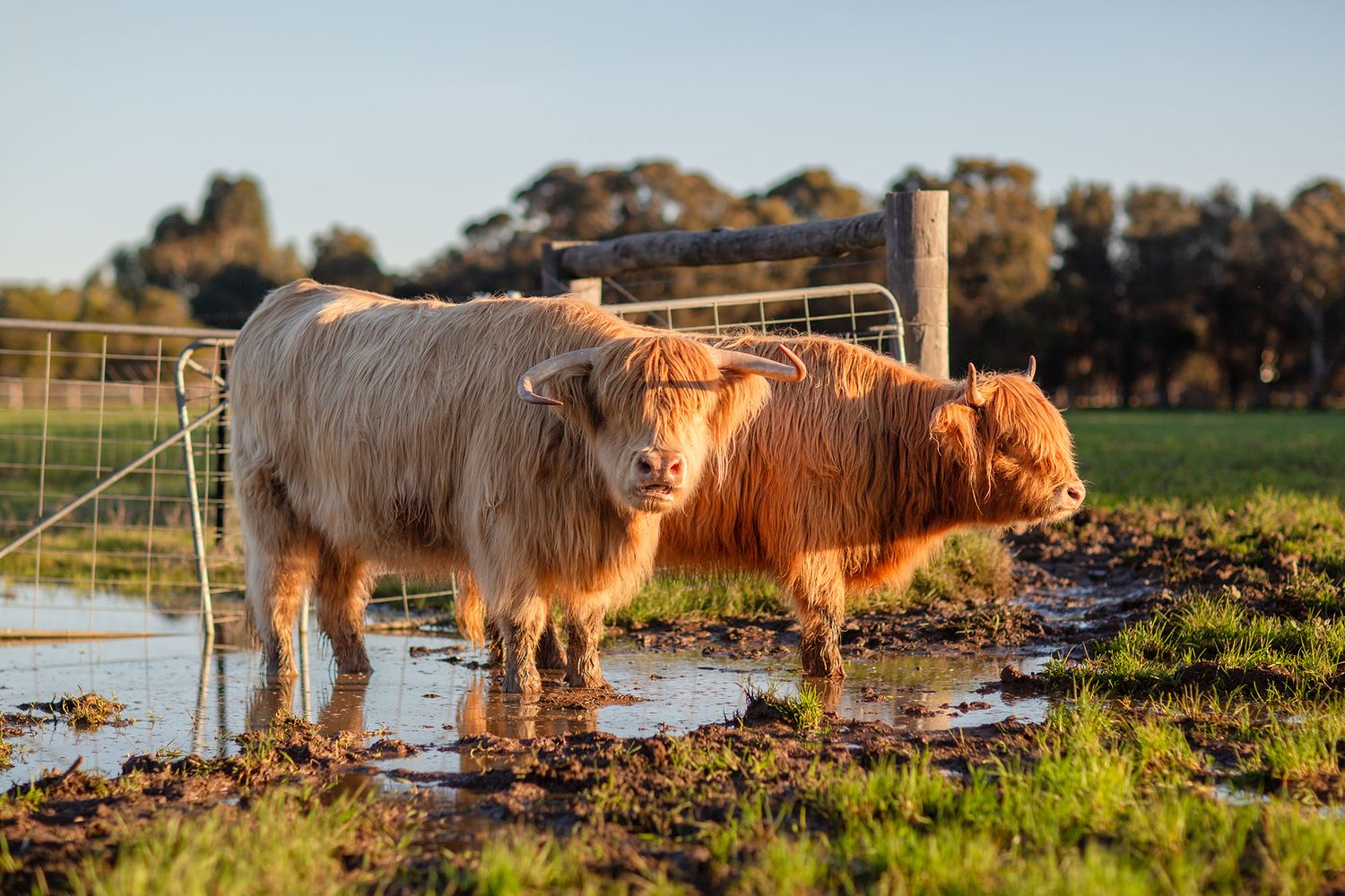 Two Highland cows chewing their cud in a paddock during golden hour in Perth