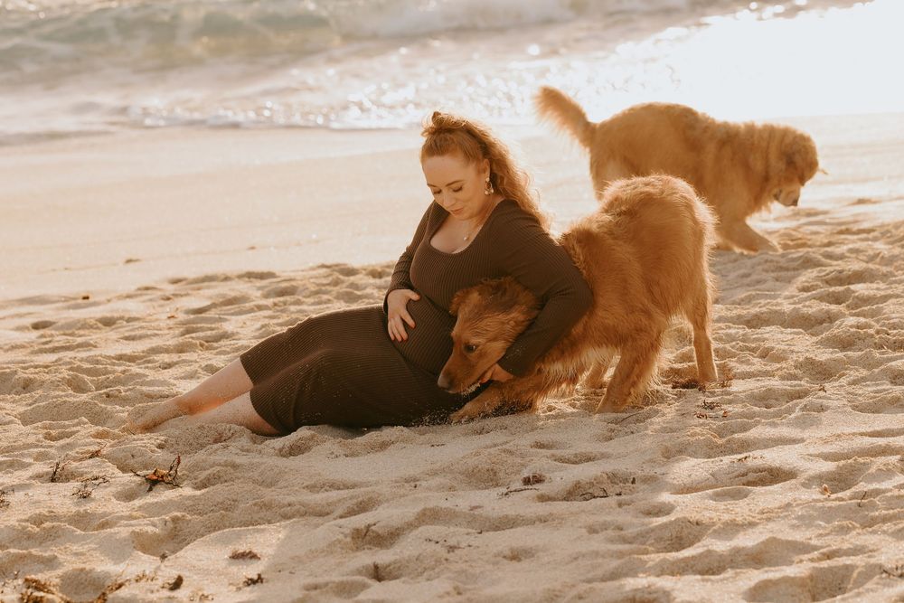 Pregnant woman in black dress sitting on sandy beach at sunset with two golden retriever dogs.