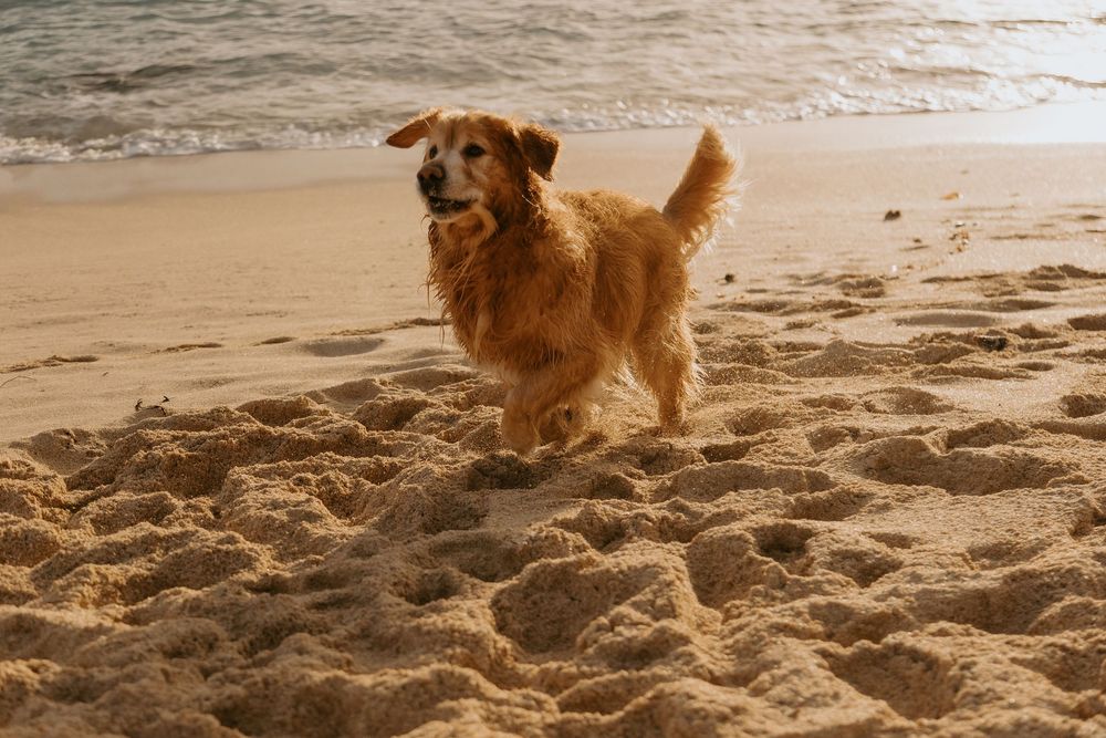 A golden retriever dog joyfully running on a sandy beach with ocean waves in the background at sunset.