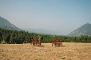 Rustic wooden chairs arranged in an open field with mountain forest backdrop under a hazy sky.