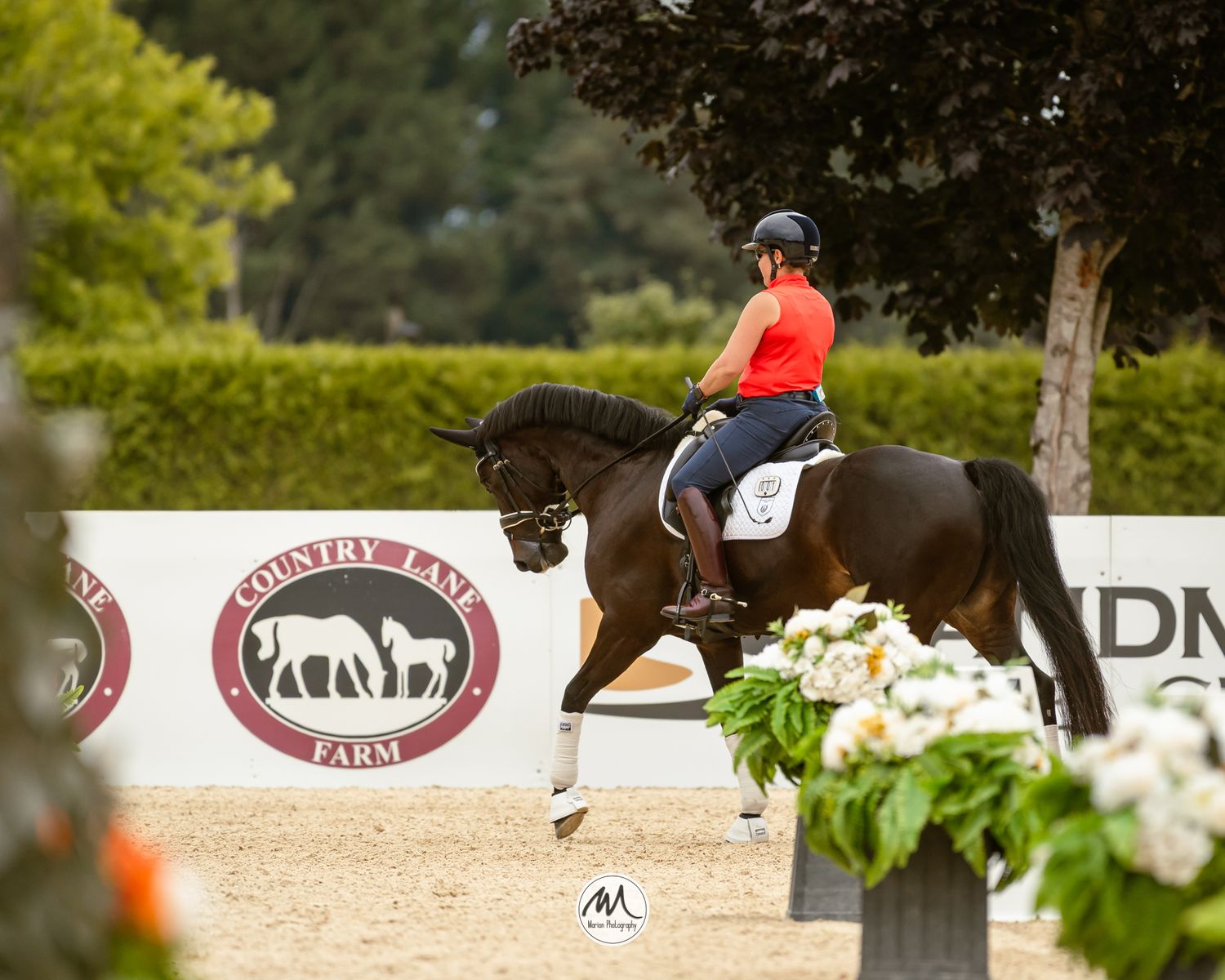Equestrian rider in red jacket performs dressage on dark horse at Country Lane Farm outdoor arena competition.