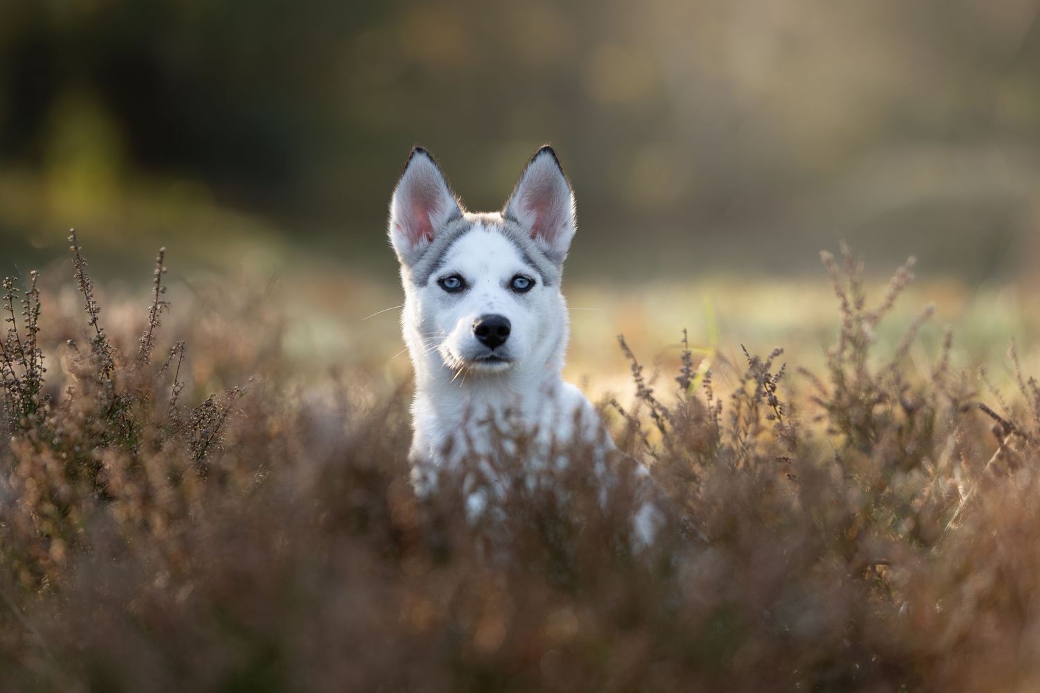 Hondenfotografie Almere

Hondenfotograaf Almere

Hondenfotograaf Flevoland

Honden fotograferen

Hondenfotografie buiten

Baas en hond fotos