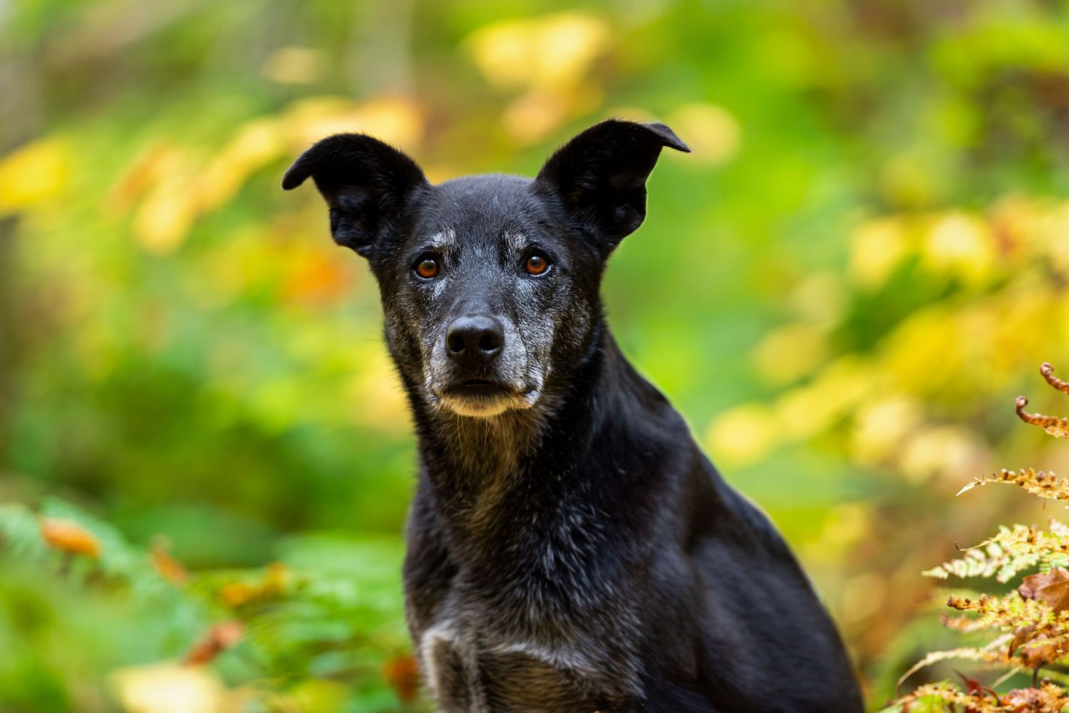Expressive dog showing their personality during a Blue Merle Photography pet portrait session