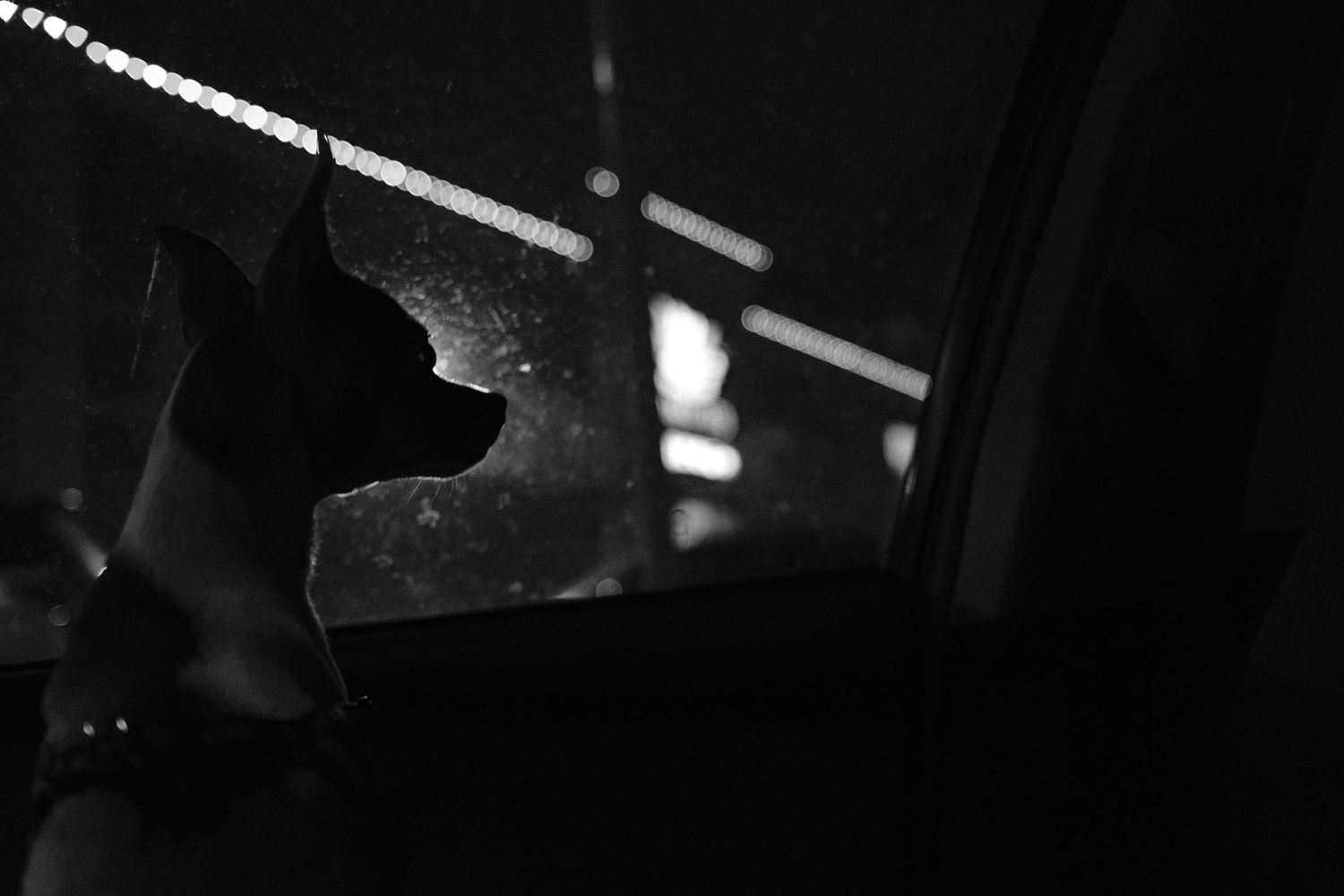 Black and white silhouette of a dog gazing out a rain-covered car window at night.