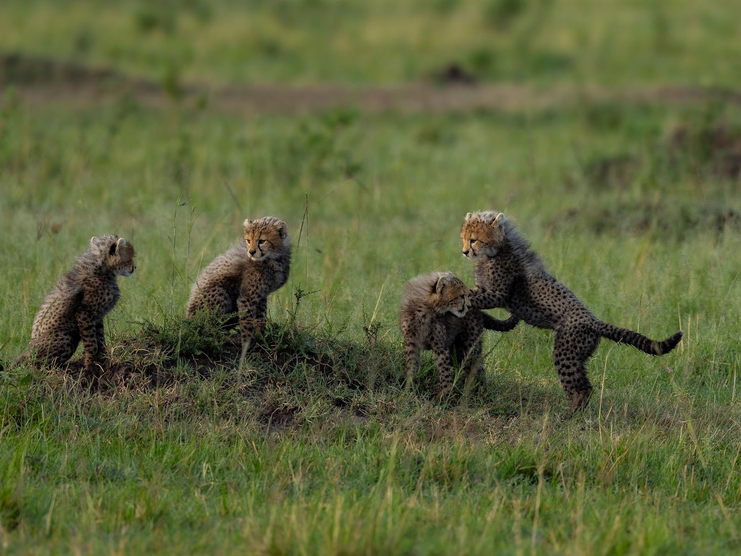 nashipae cubs