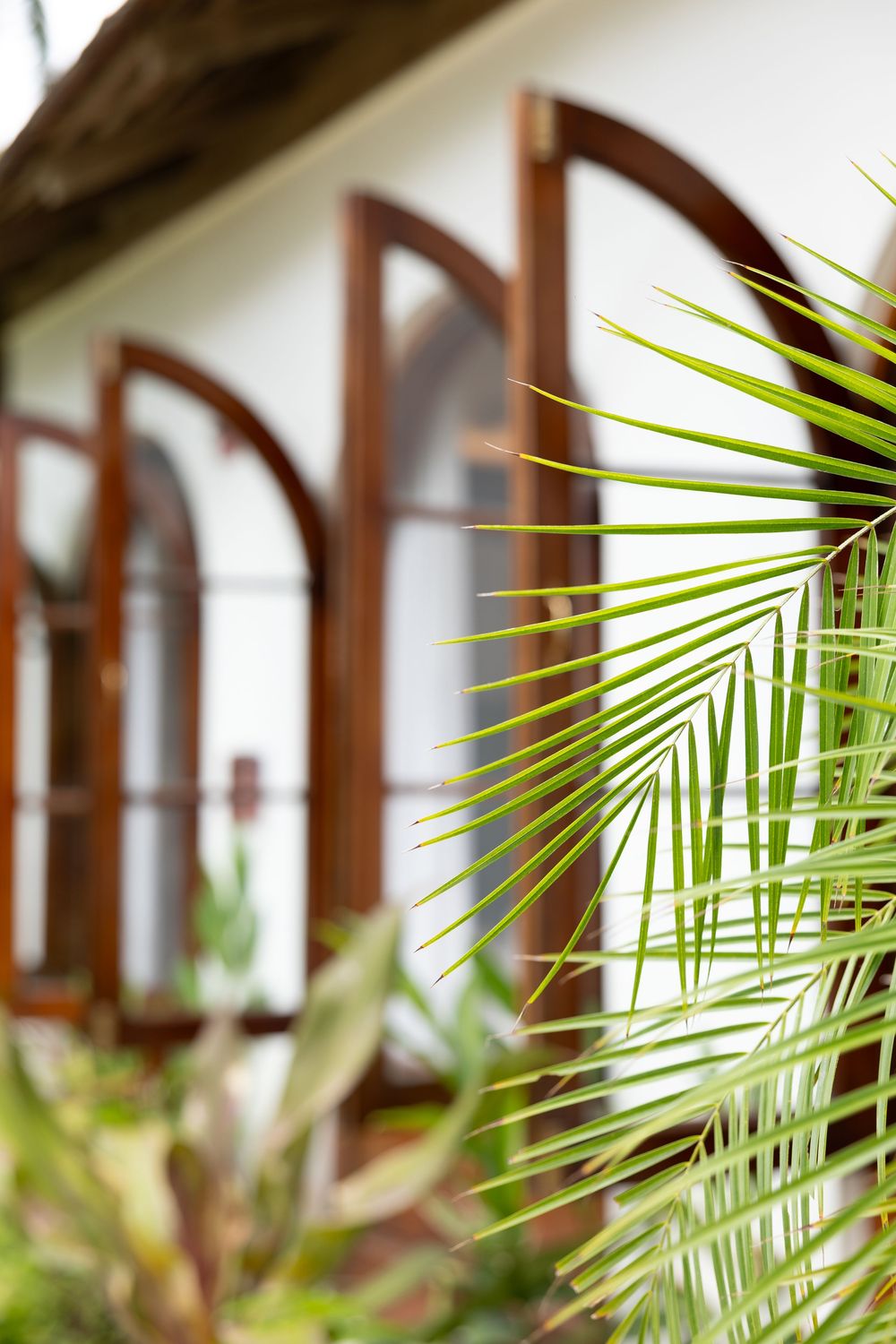 Tropical palm fronds in foreground with blurred white building featuring arched wooden windows in background.