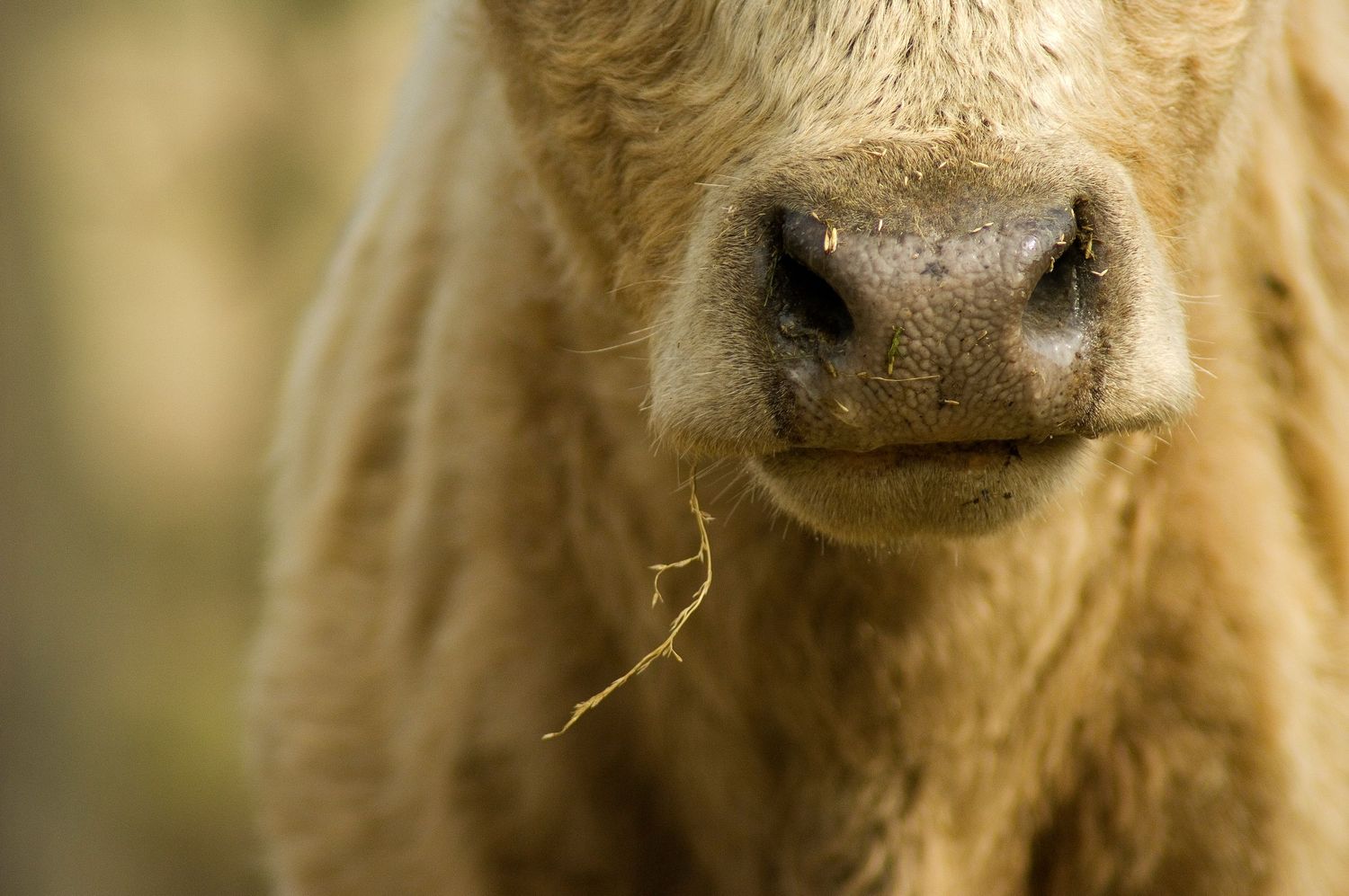 still life close up of cow nose
