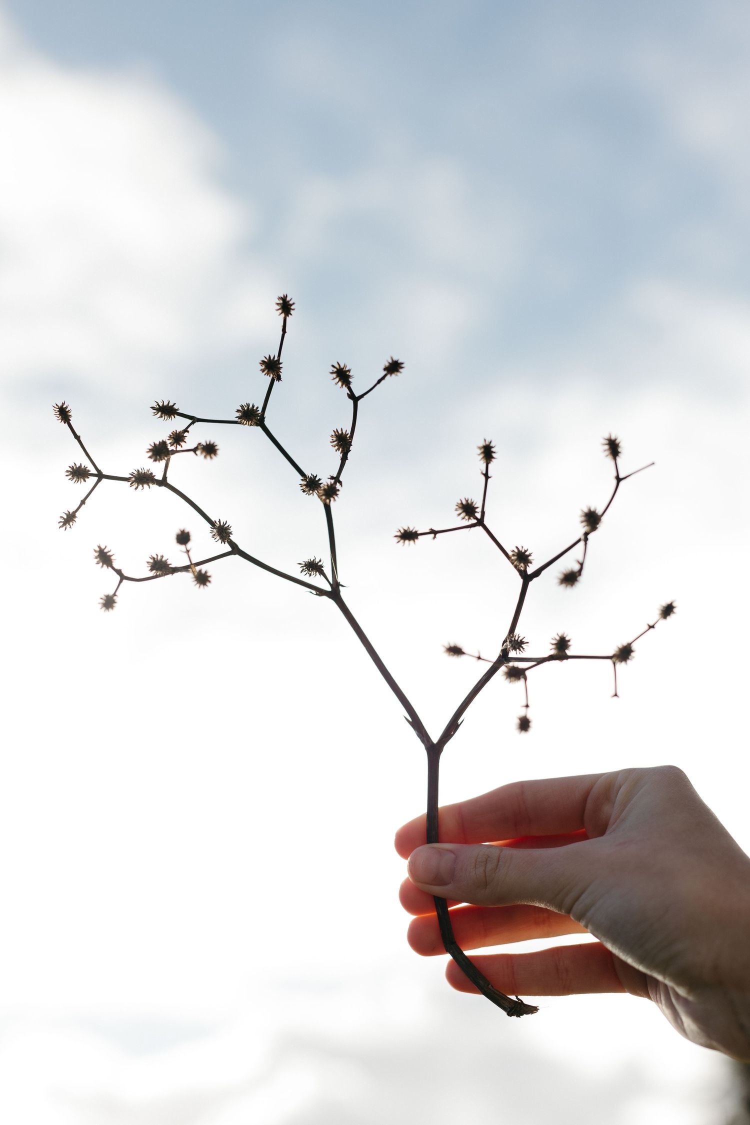 Hand holding a delicate dried plant branch with small seed pods against a cloudy sky backdrop.