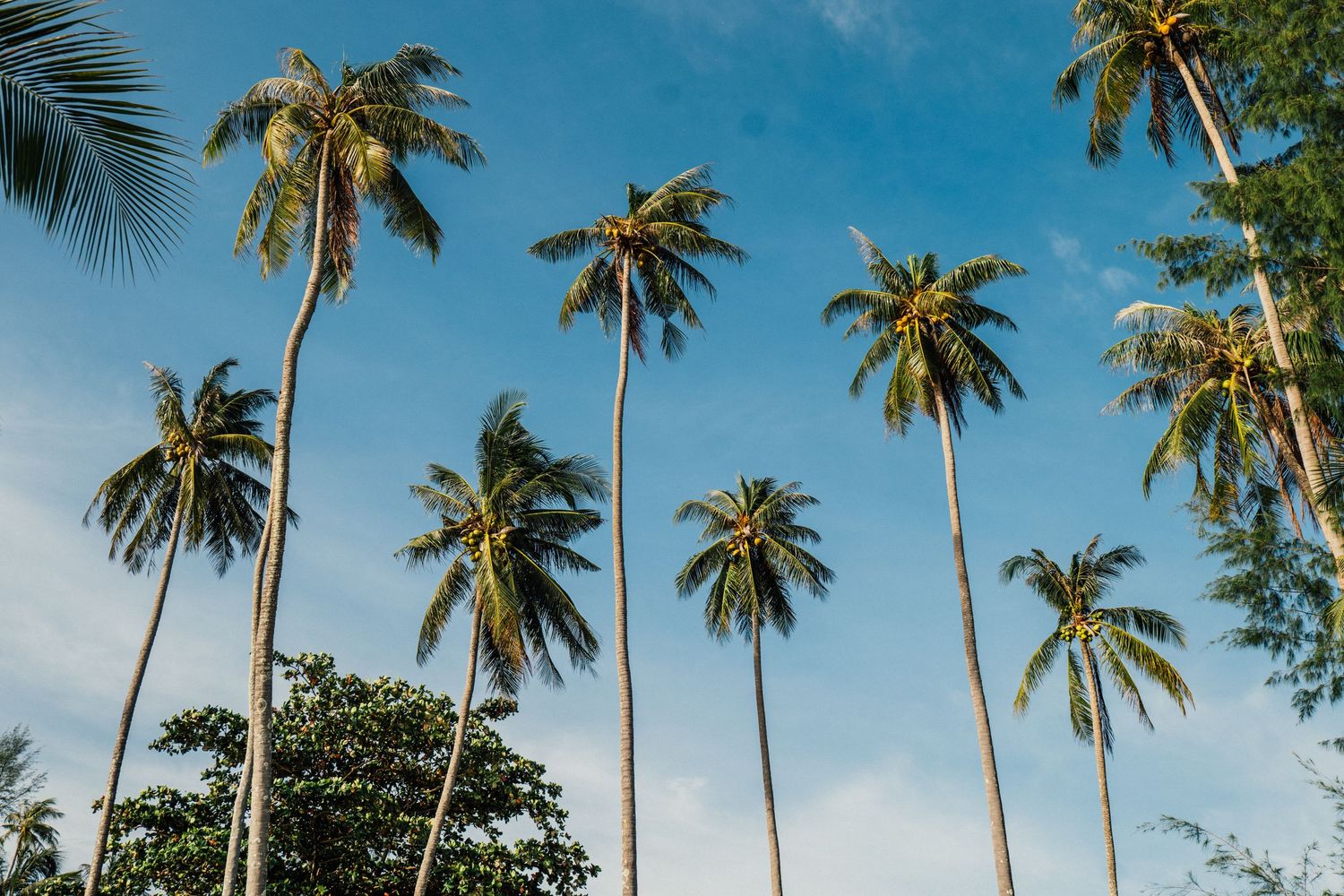 Tall coconut palm trees against a bright blue sky with light clouds in a tropical setting.