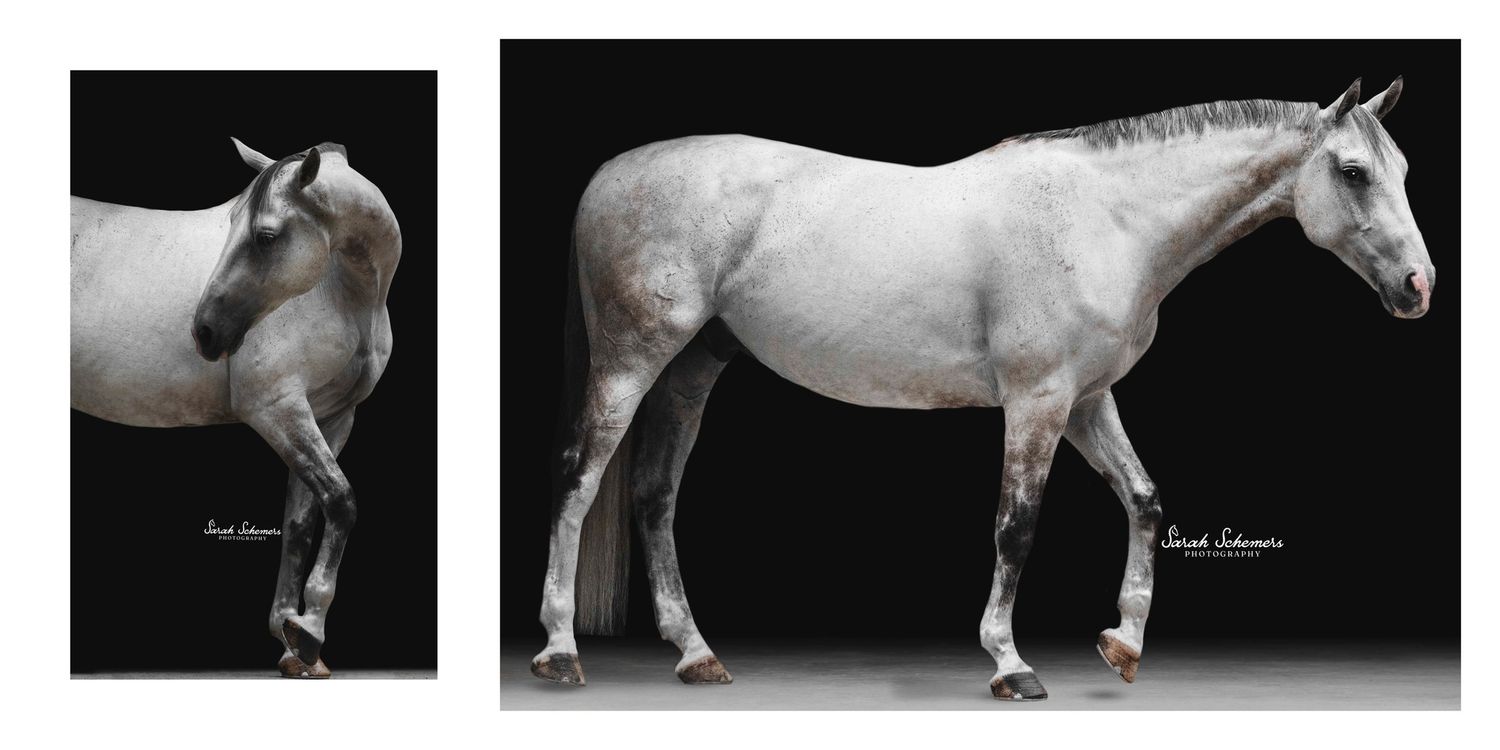 Two elegant dapple gray horses photographed against a dramatic black background in a stunning equine portrait.
